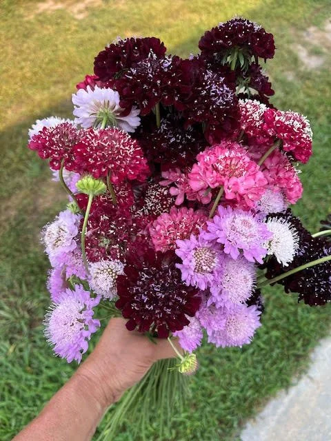 Scabiosa mix.jpg