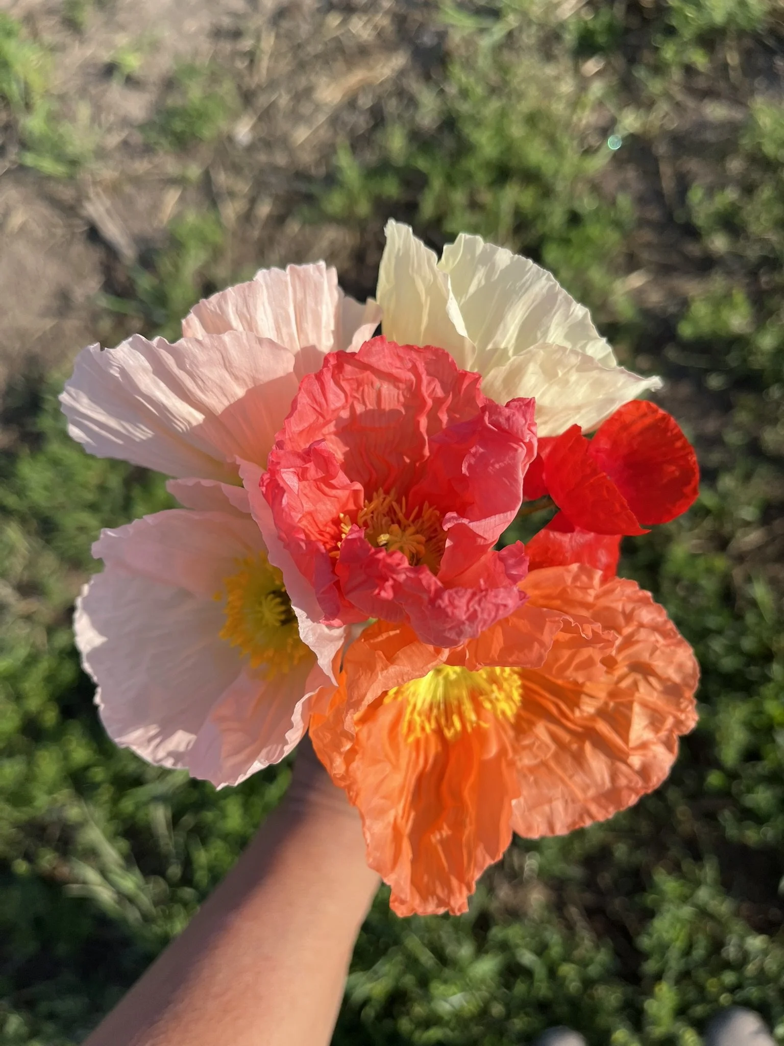 Iceland Poppies- Local