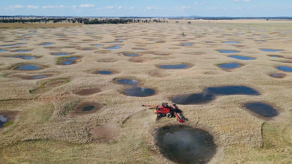 Daylight harvesting only for this paddock.
Weaving the gilgais with @CaseIHAus #7250 

#noautosteer
#harvest22
#canola #44Y94
#australianfarmers
#aussiegrain

@pioneerseedsau 
@nswfarmers
@graingrowers 
@thegrdc