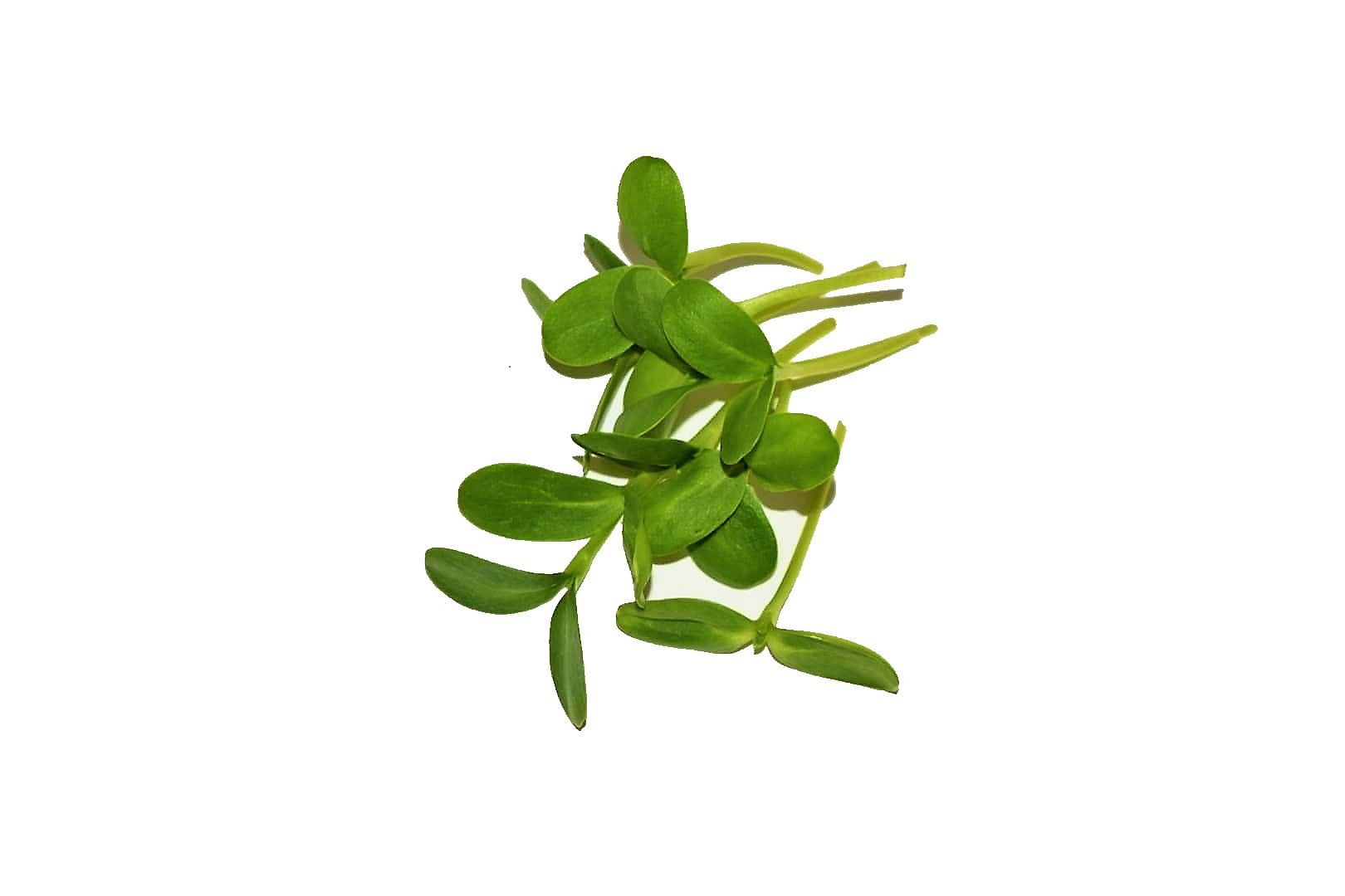 Starter grow kit with Sunflower seeds — Mandala Microgreens
