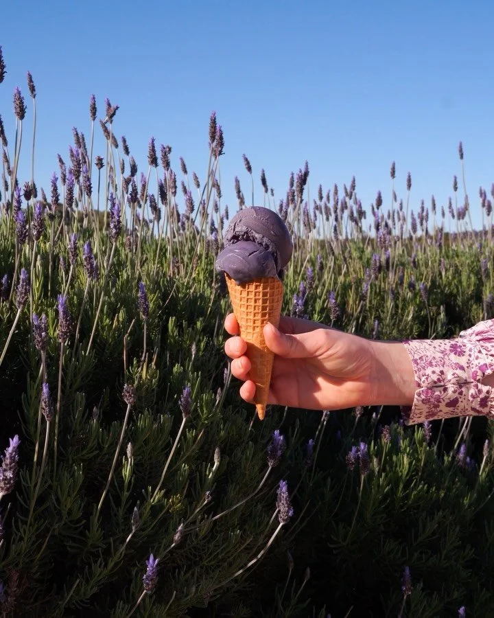 Lavender Estate @lavenderestate opened in October and we&rsquo;ve been shaping their launch and bringing the story to life.

All summer long, lavender in full bloom. Oil pressed on site. Families wandering the fields. Tourists discovering a new favou