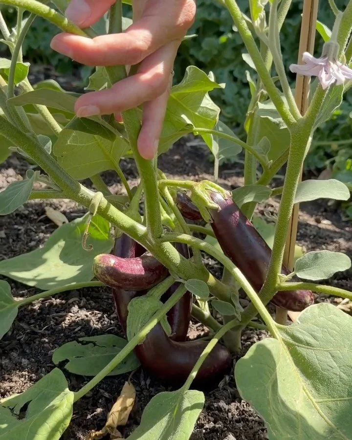 Syntropic agroforestry, sustainability and seasonality sit at the core of @11acrefarm and @good.paddock. Every visit is a lesson in how good food really begins.

A visit to the farm for a fresh batch of lo-fi content always ends with furry friends.