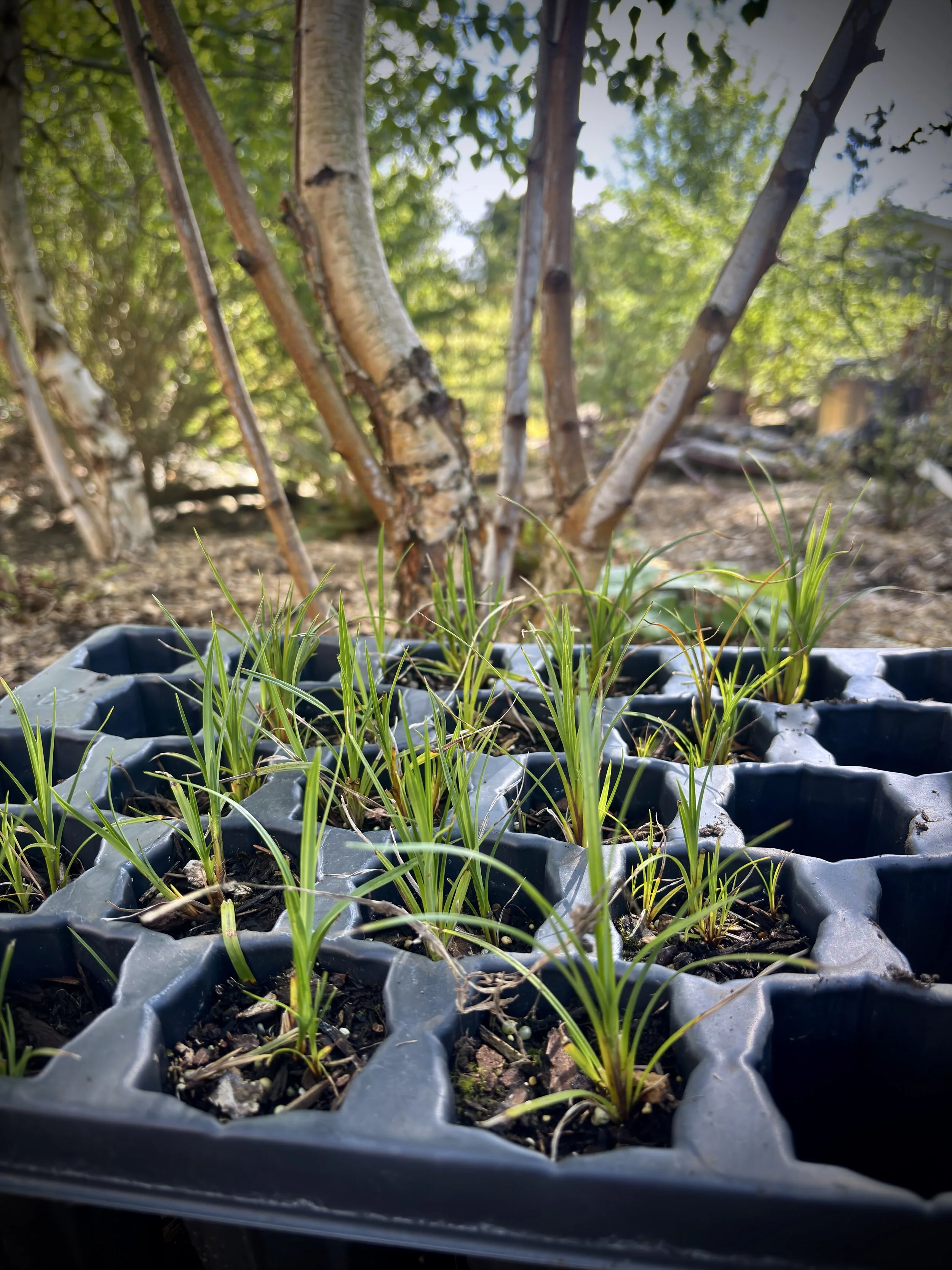 native-plant-01.JPG