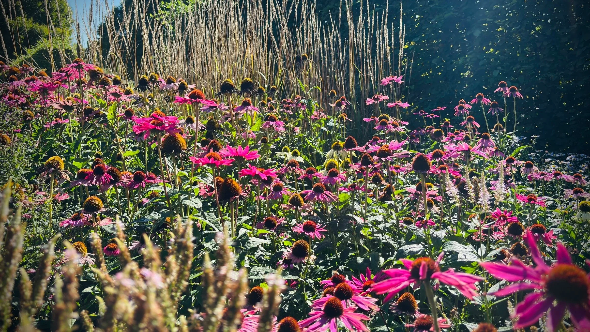 Echinacea / Coneflower 01.jpg