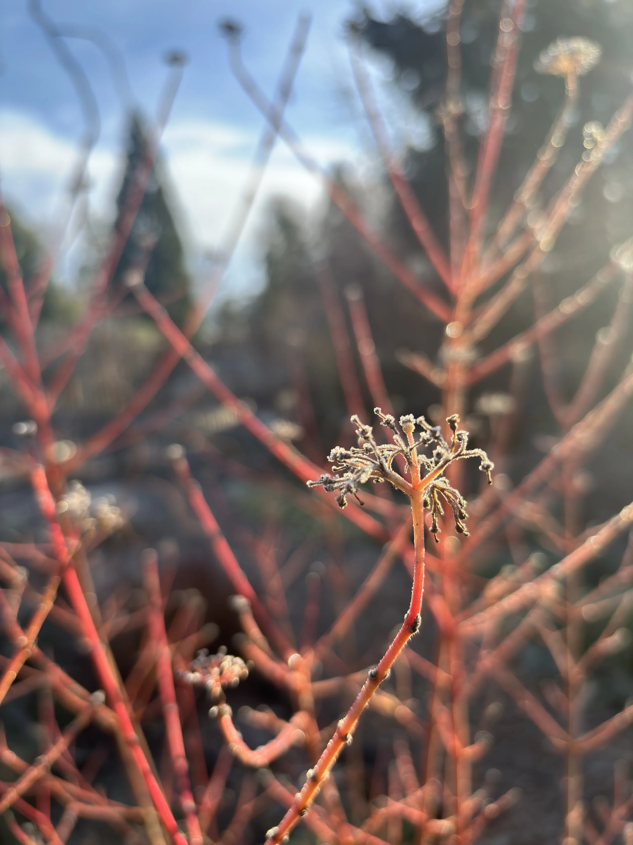 native-plant-05.JPG