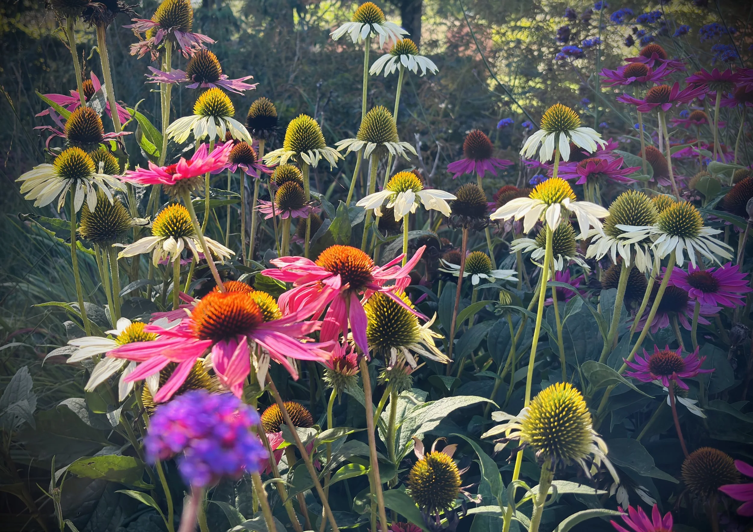 Echinacea / Coneflower 04.jpg