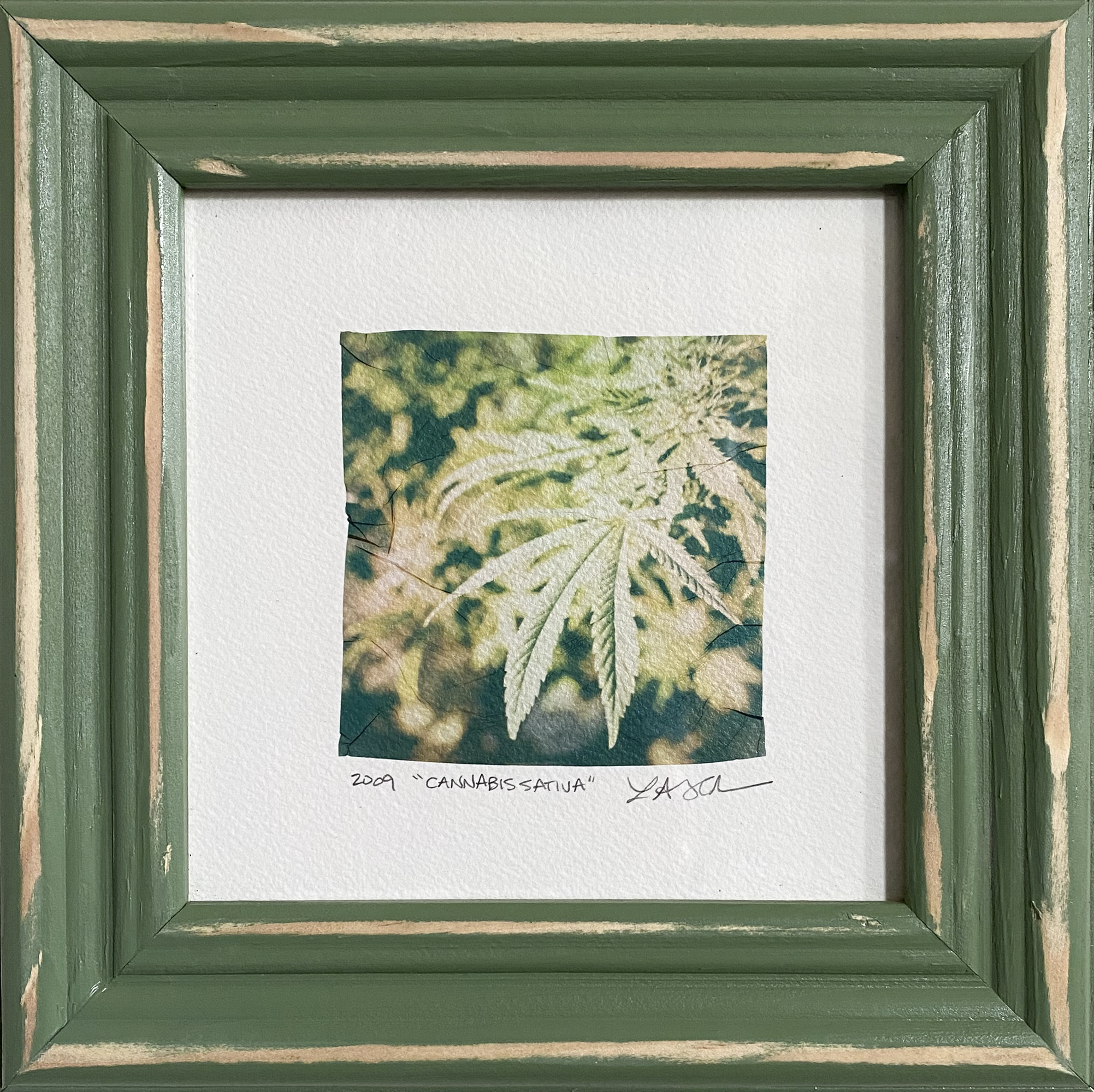 cannabis-sativa.png