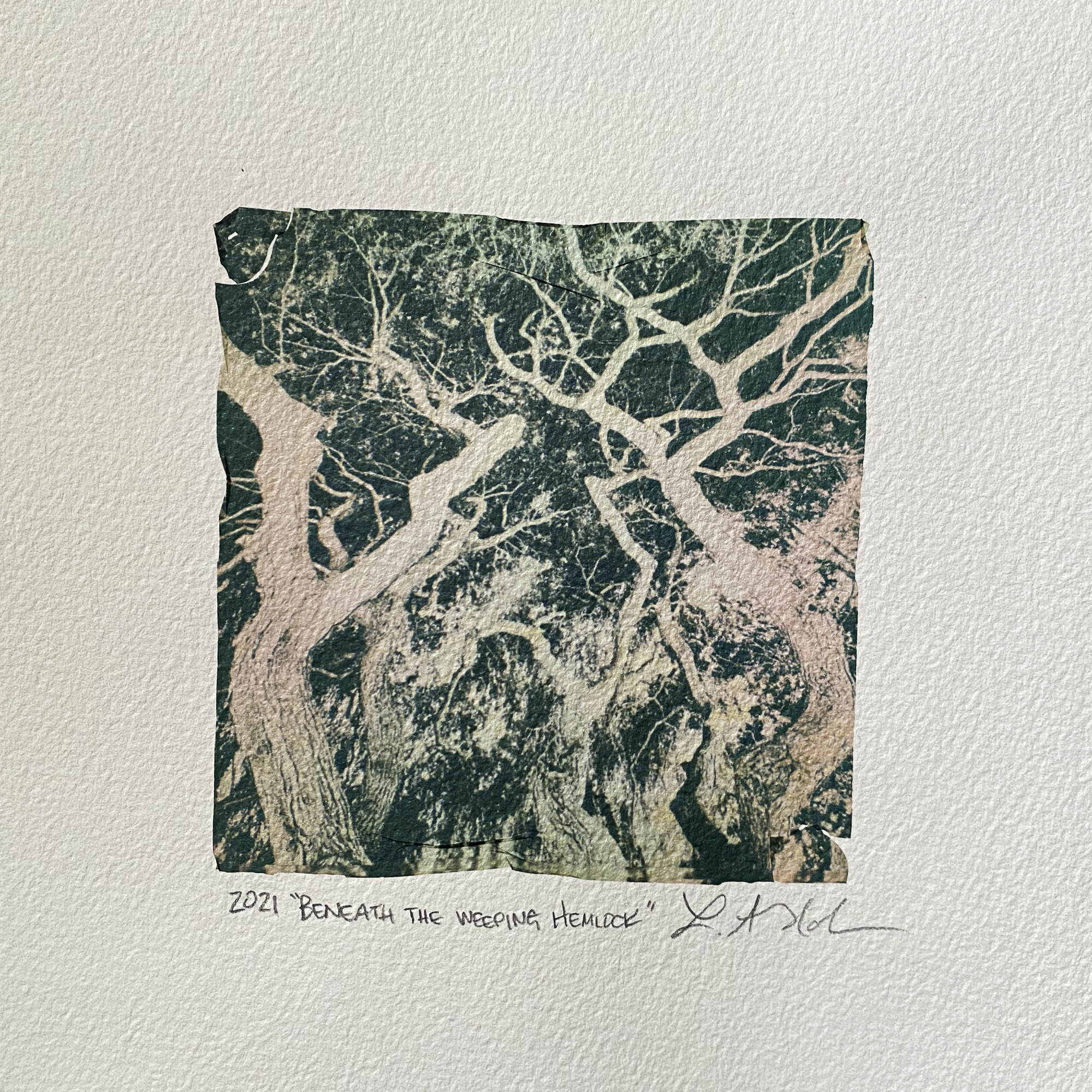 beneath the weeping hemlock.png