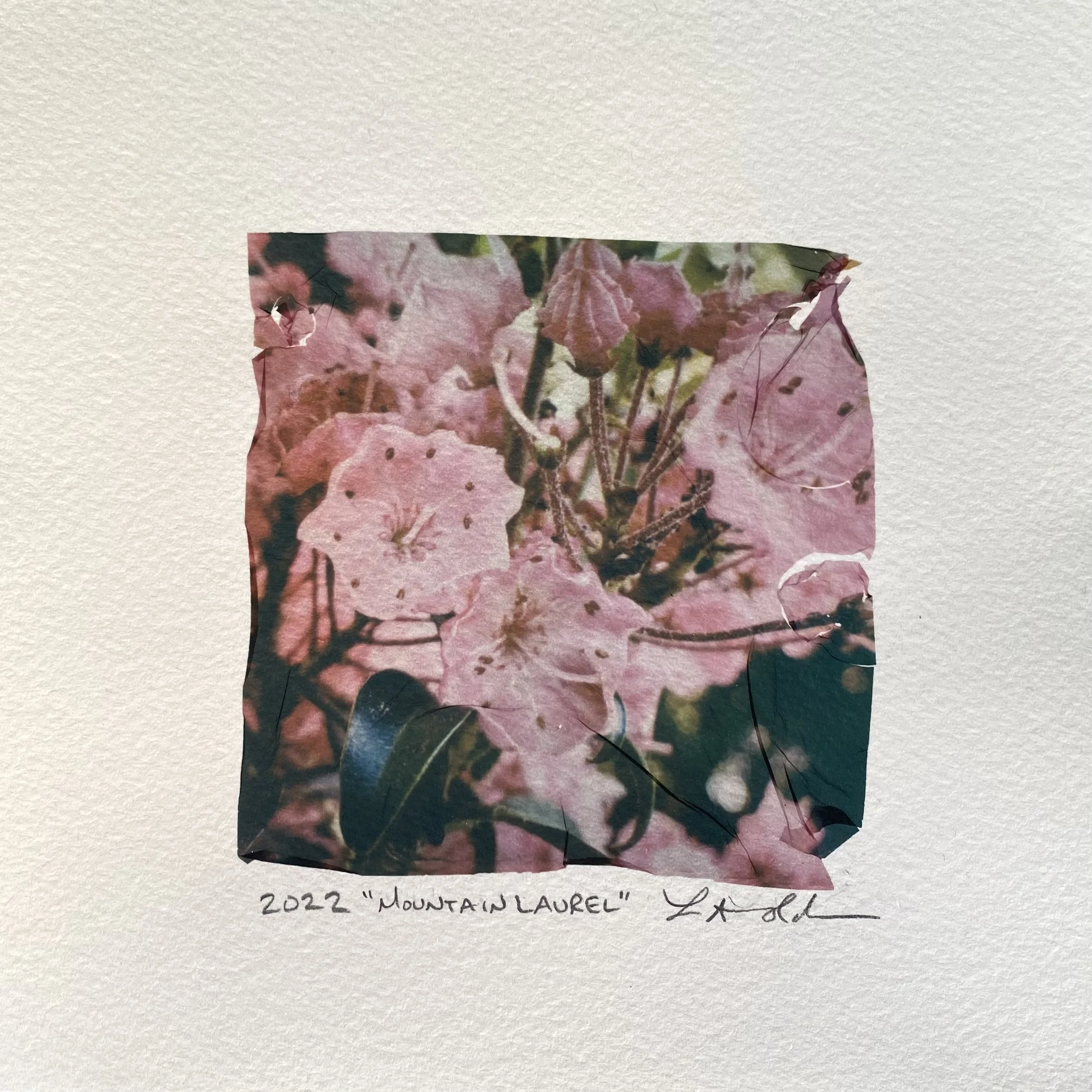 mountain-laurel.jpeg