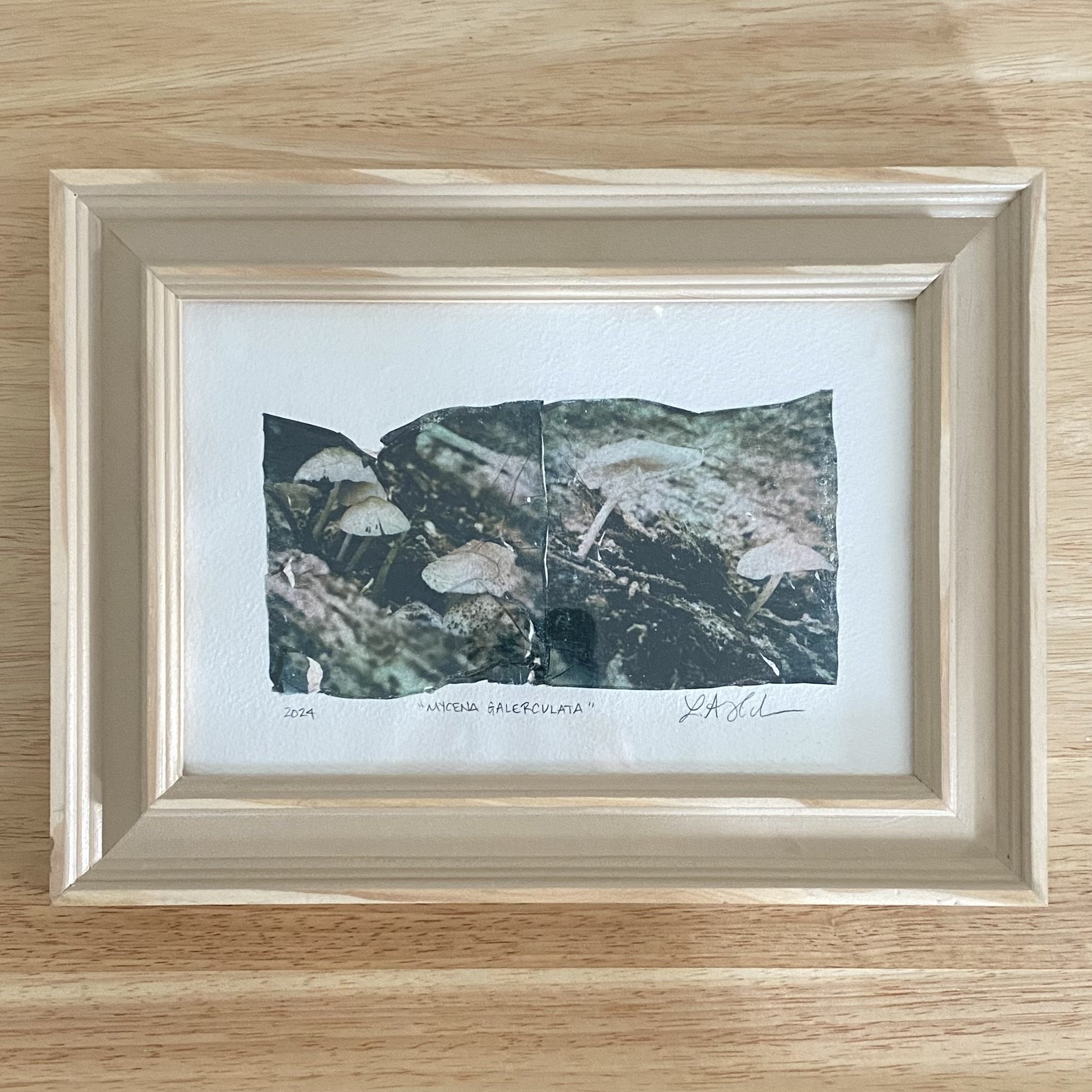 Polaroid® Emulsion Lift: Mycena Galericulata