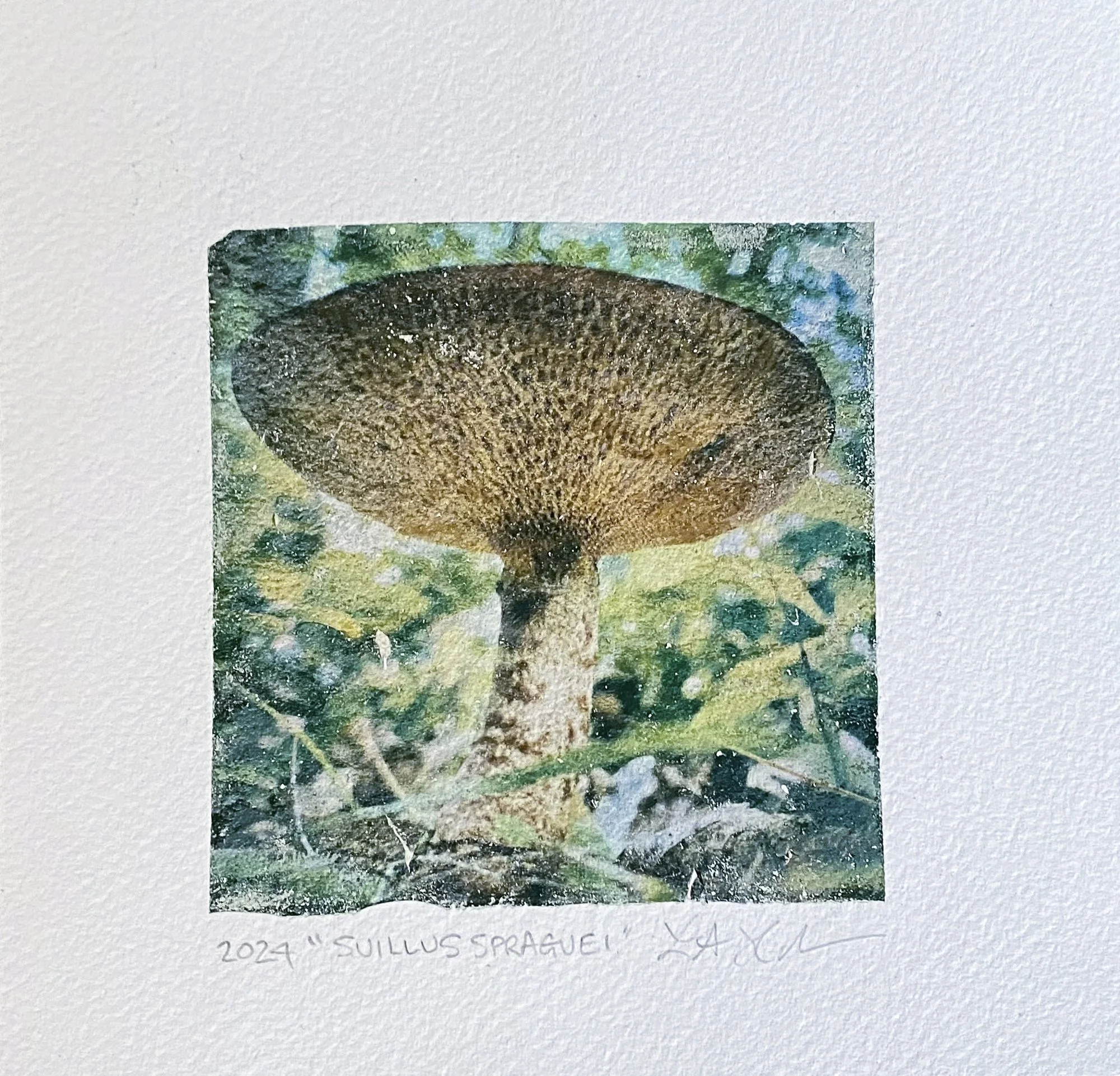 Polaroid® Emulsion Lift: Suillus Spraguei