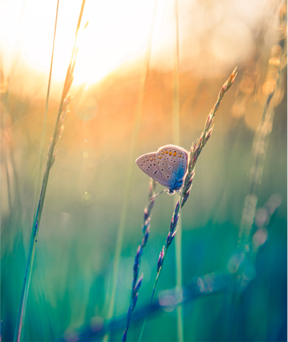 Inspired by Nature - March 14, 2027