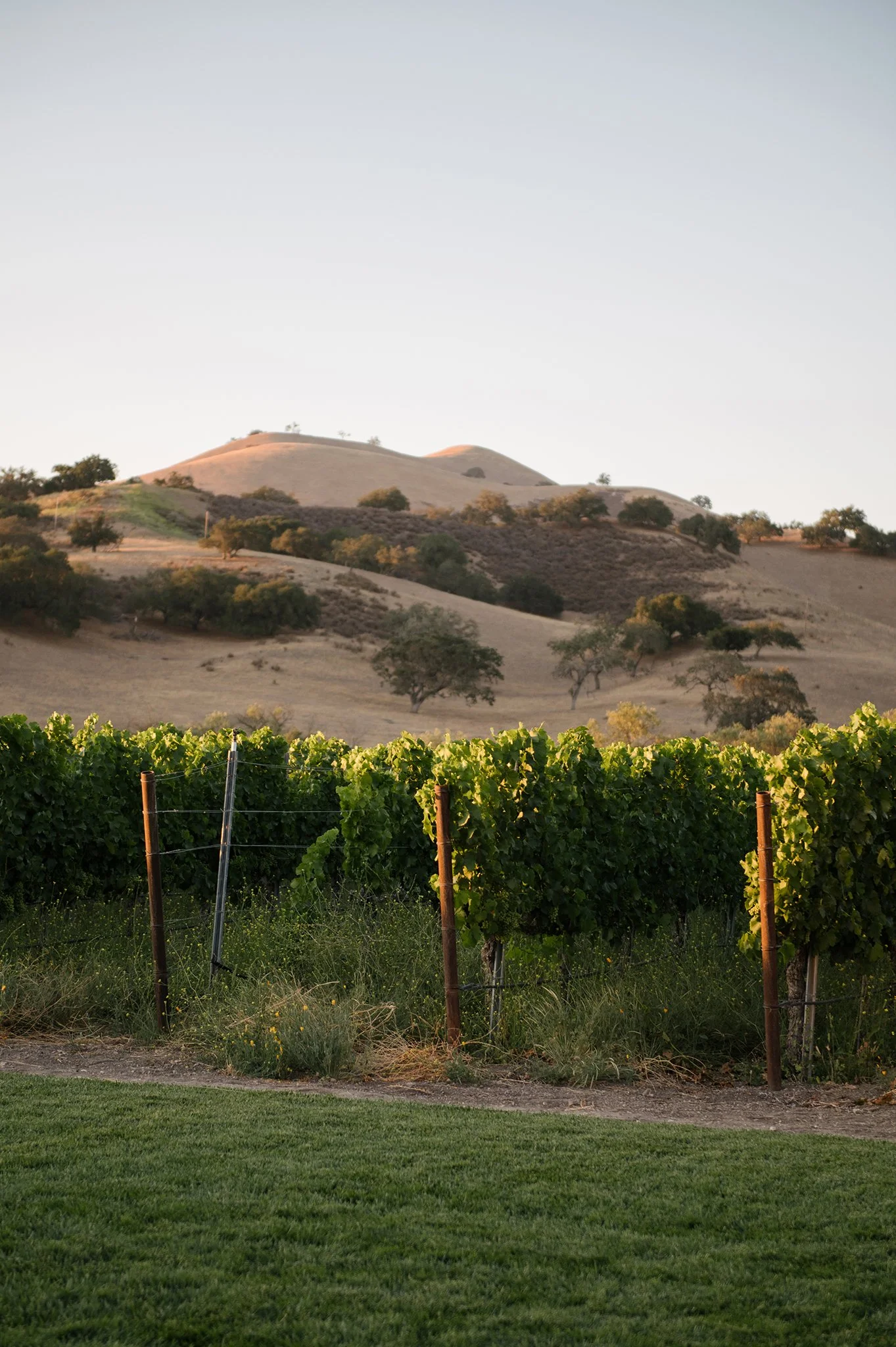 Los-Olivos-Winery-Wedding-Photographer-069.jpg