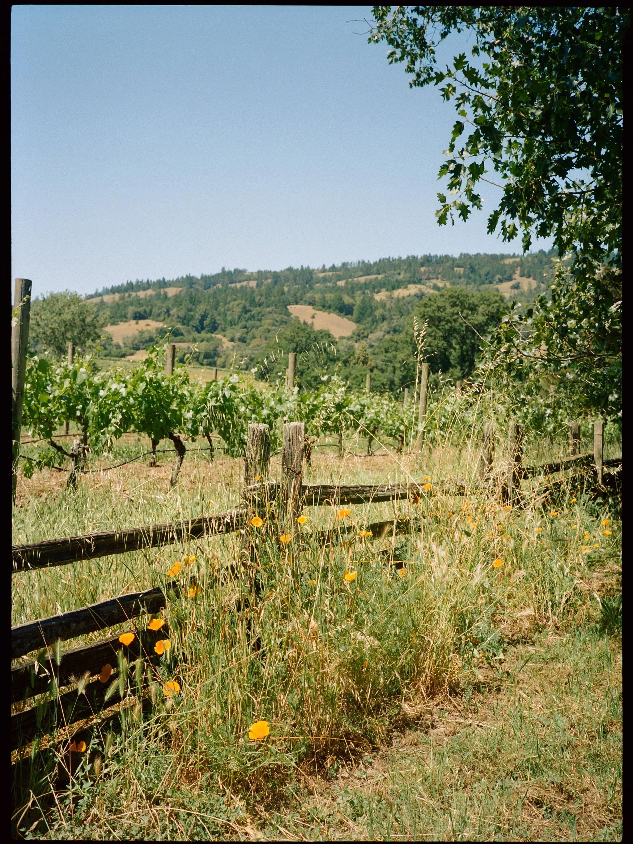 boonville-california-wedding-photographer-002.jpg