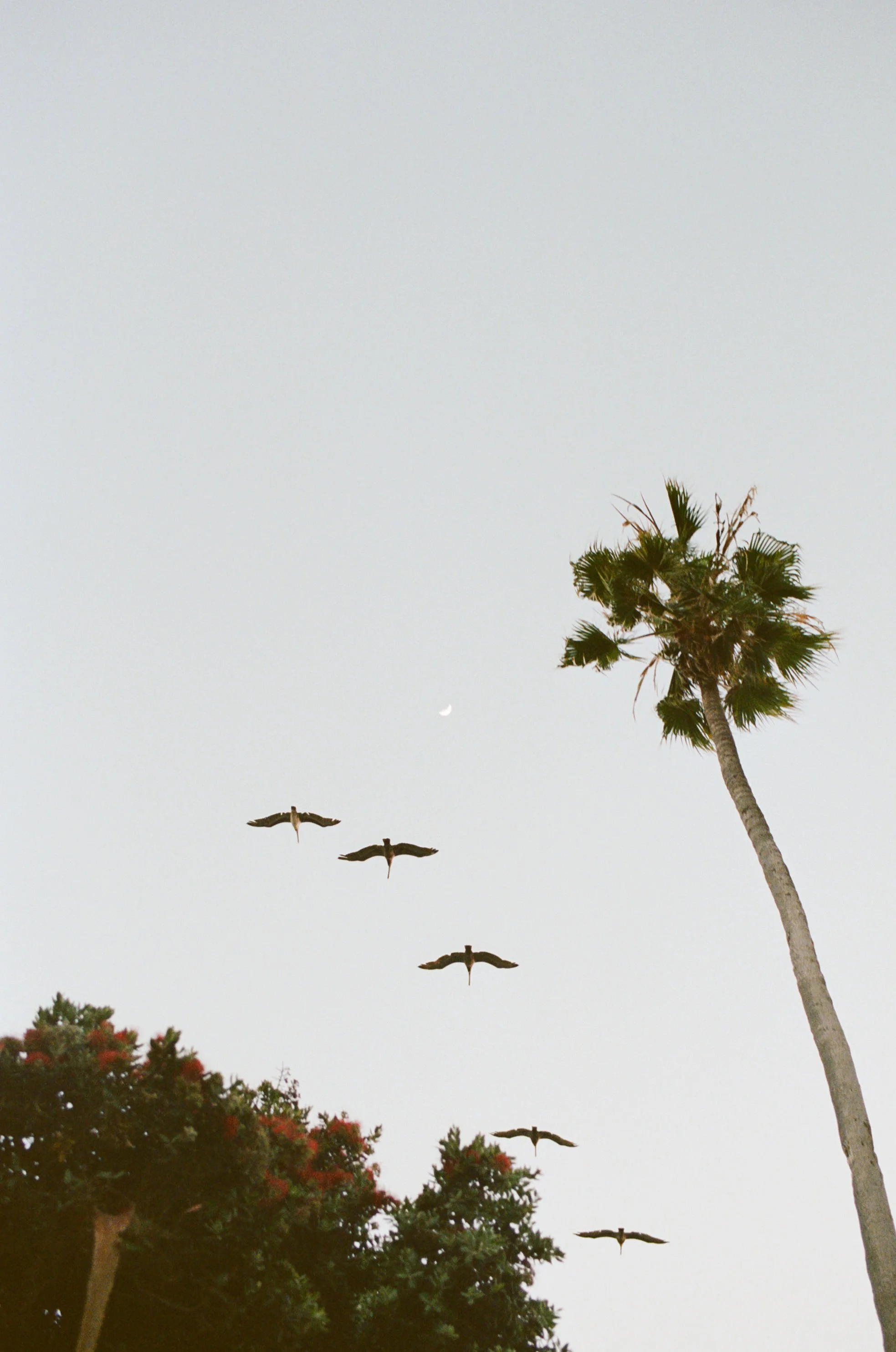 Santa-Barbara-Wedding-Photographer-004.jpg