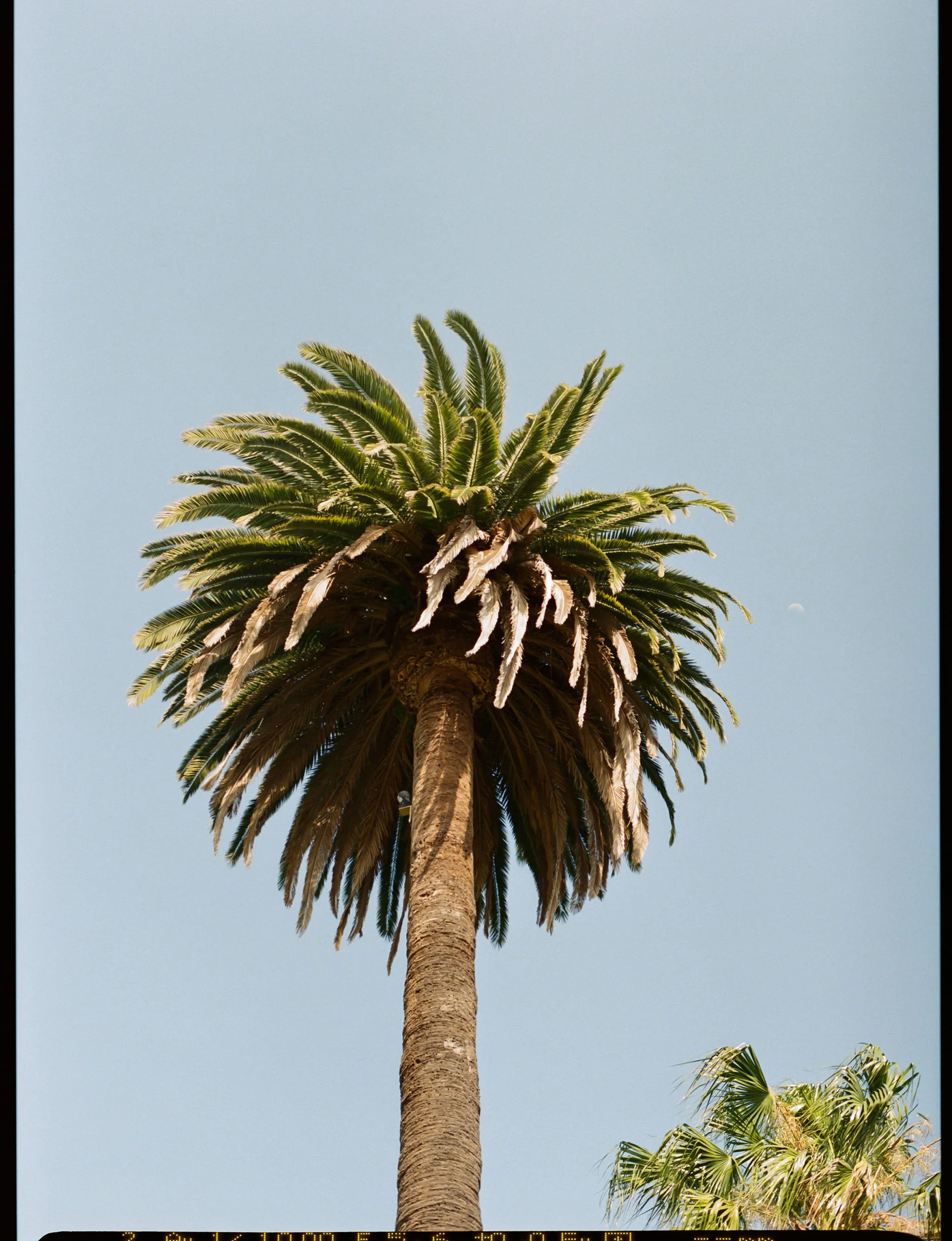 Santa-Barbara-Court-House-Wedding-003.jpg