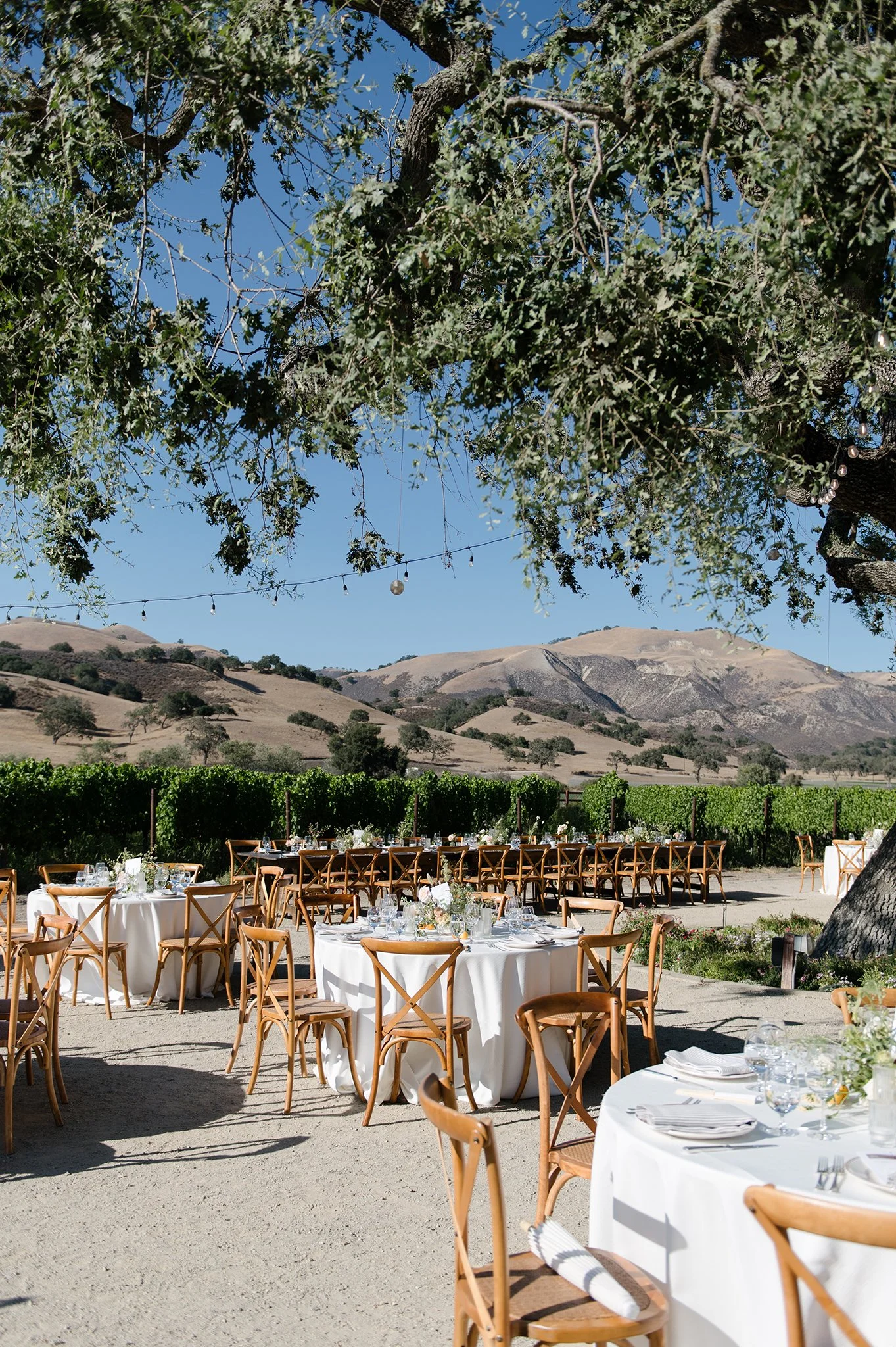 Zaca-Mesa-Winery-Wedding-Photographer.jpg