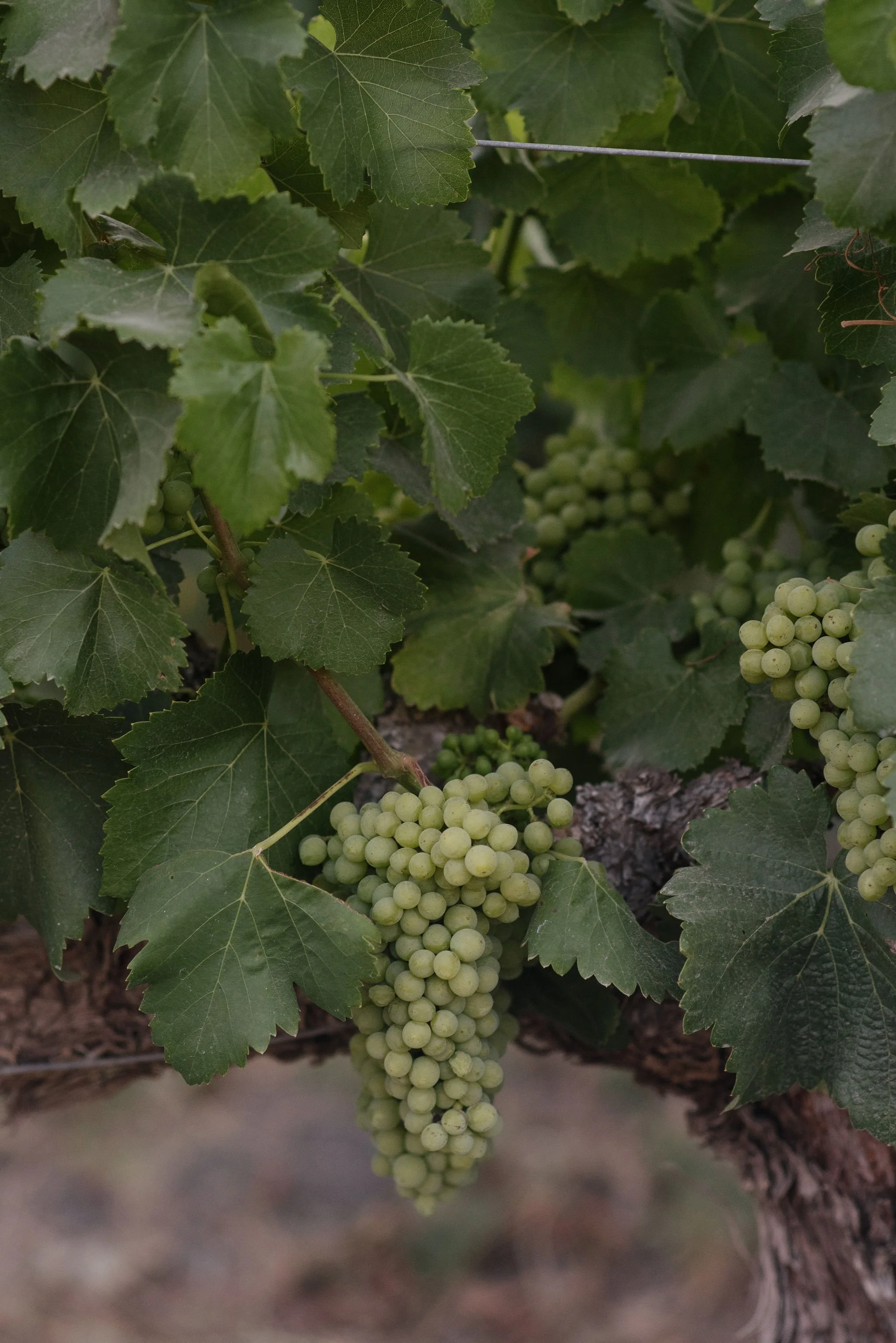 Santa-Barbara-Winery-Wedding.JPG