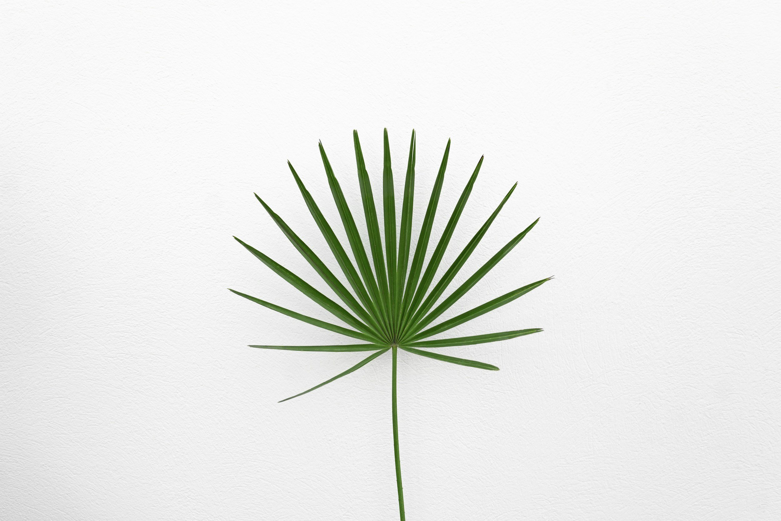 A single green palm leaf symbolizing growth in individual therapy