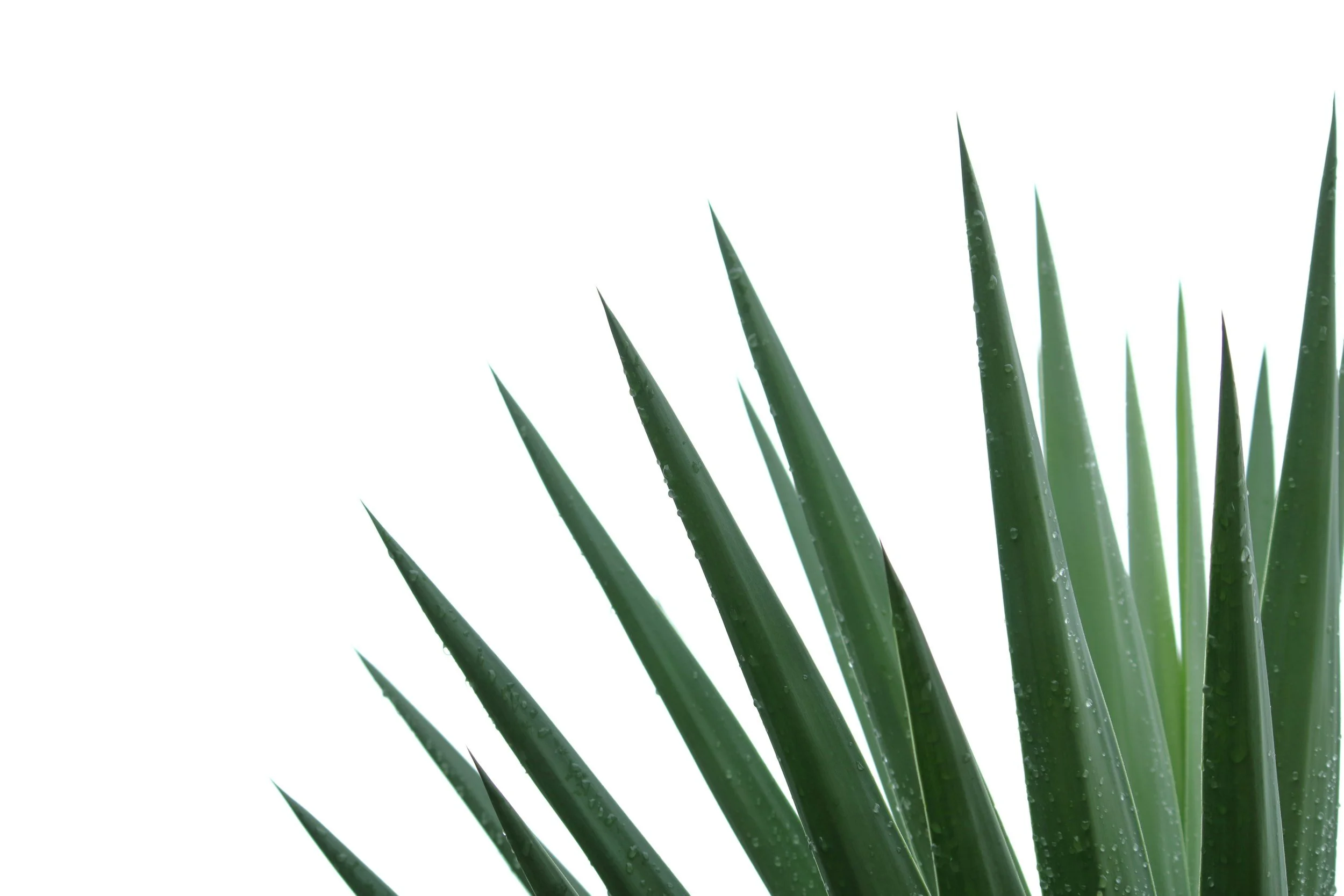 Close-up of green aloe vera plant leaves with water droplets on a white background.