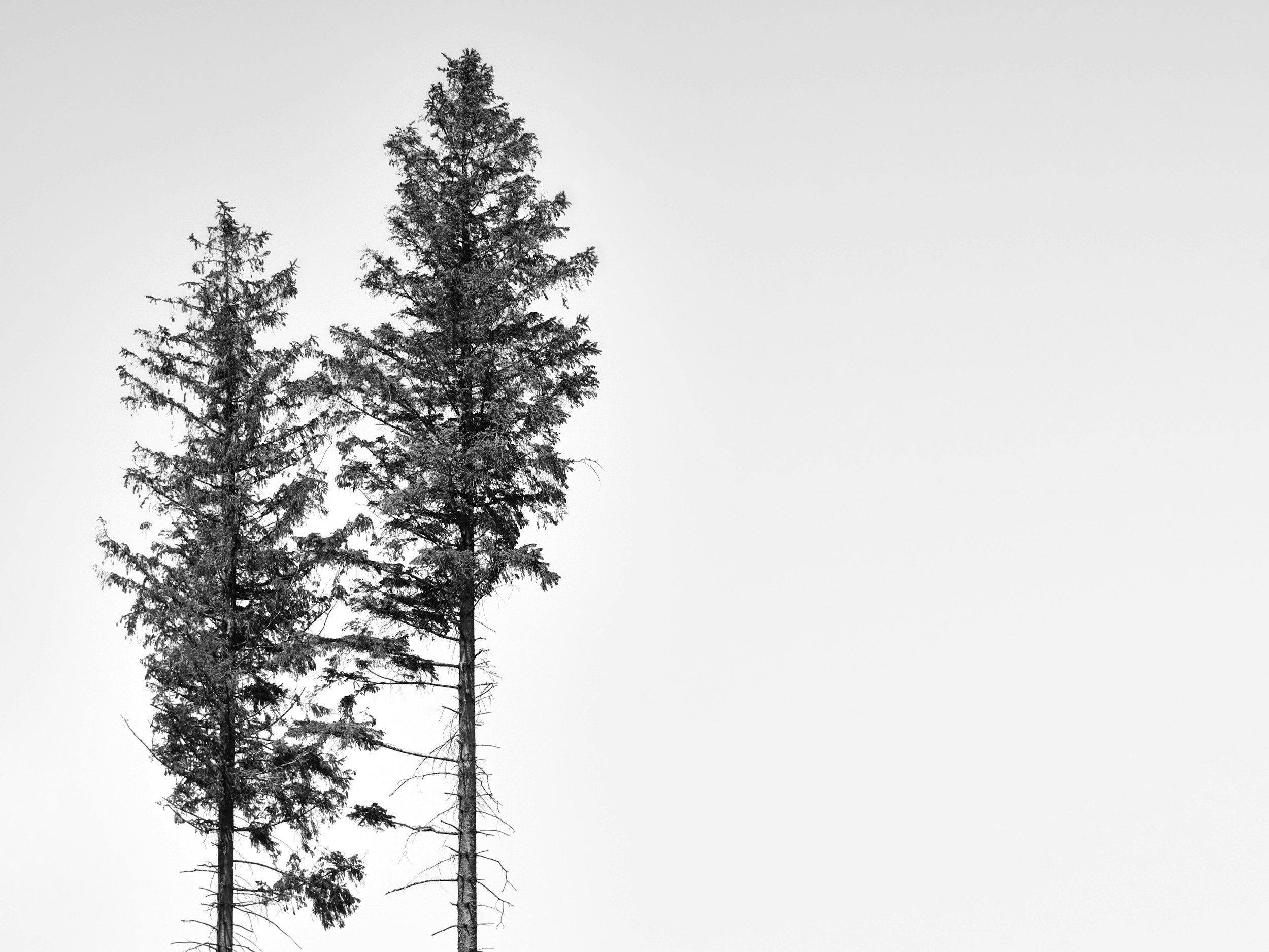 Two trees side by side symbolizing queer partners growing together in couples therapy