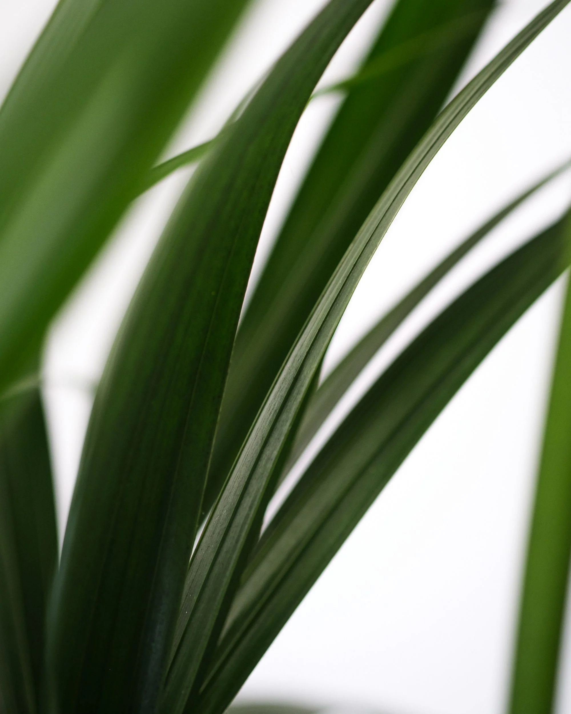Close-up of long, green, pointed grass or plant leaves with a plain white background.