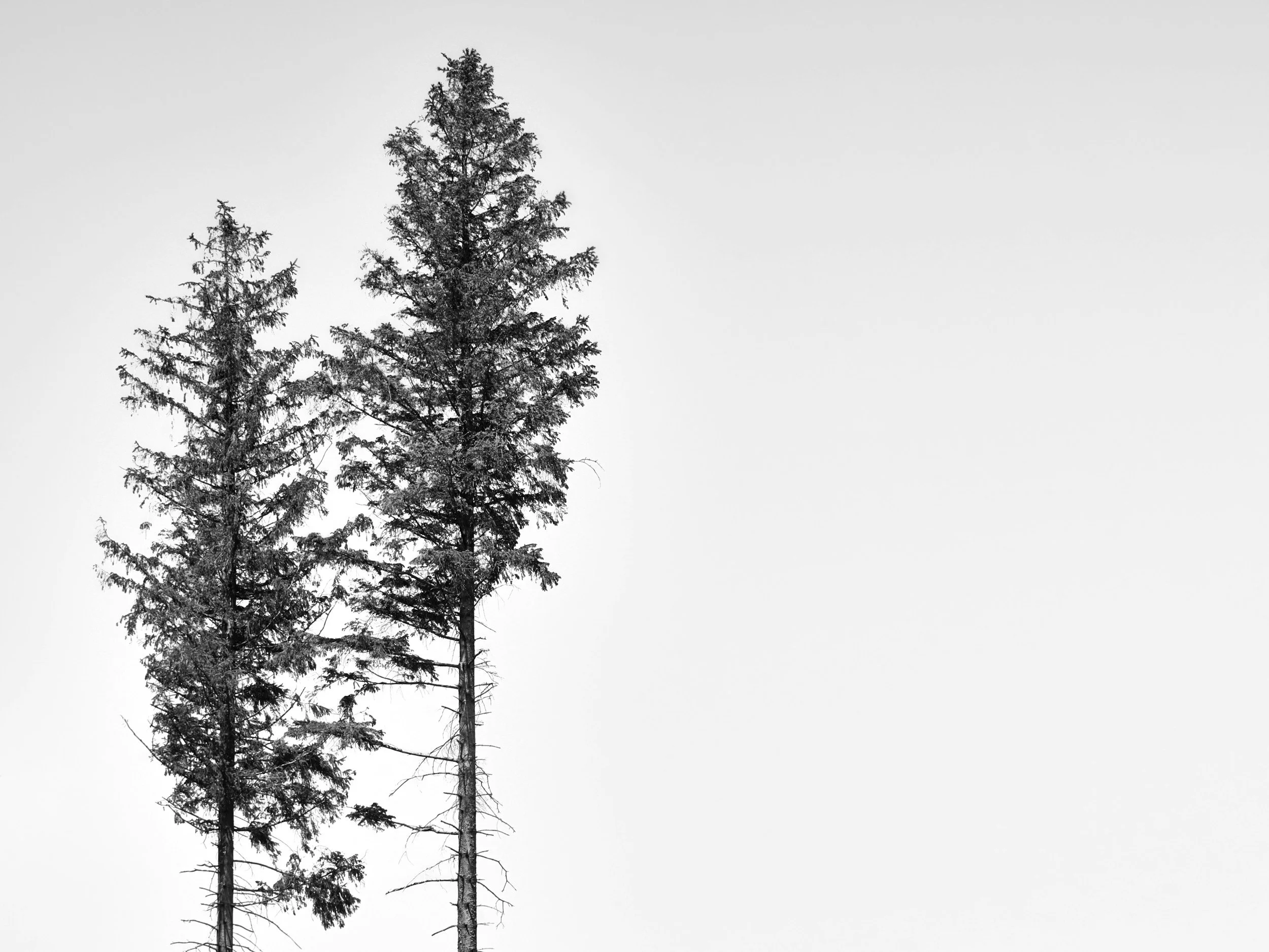 Two trees side by side symbolizing queer partners growing together in couples therapy