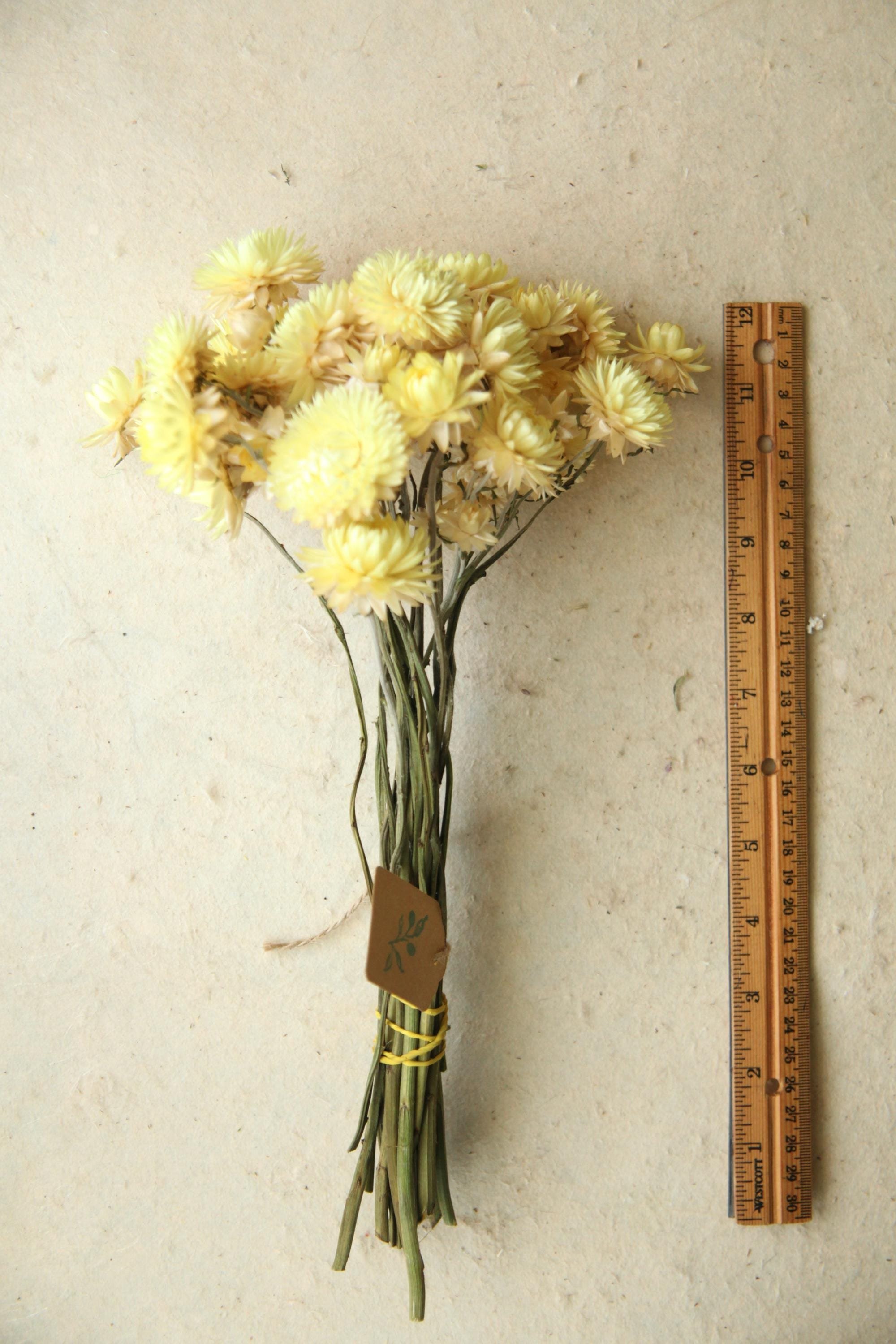 https://i.etsystatic.com/30116066/r/il/c6490e/6253701348/il_fullxfull.6253701348_j12p.jpg