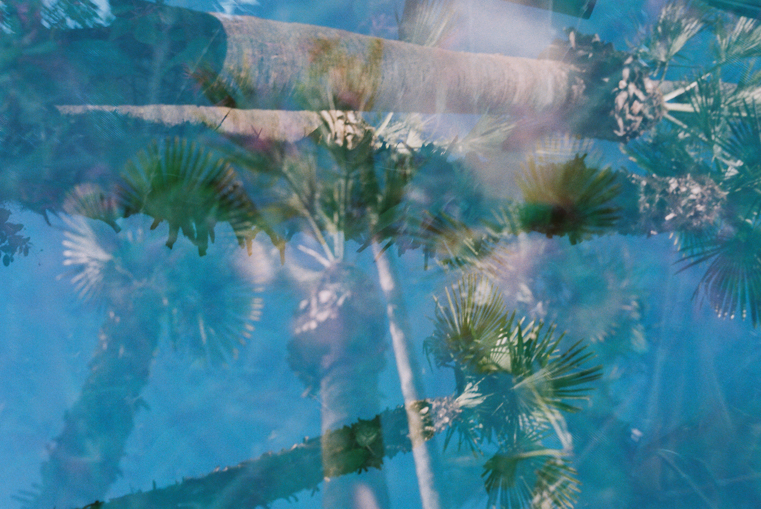 palm tree multiple exposure jkyhcbll.png