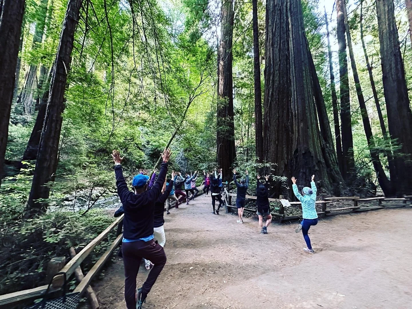 Group of people practicing yoga or stretching in a forest among tall redwood trees with green foliage.