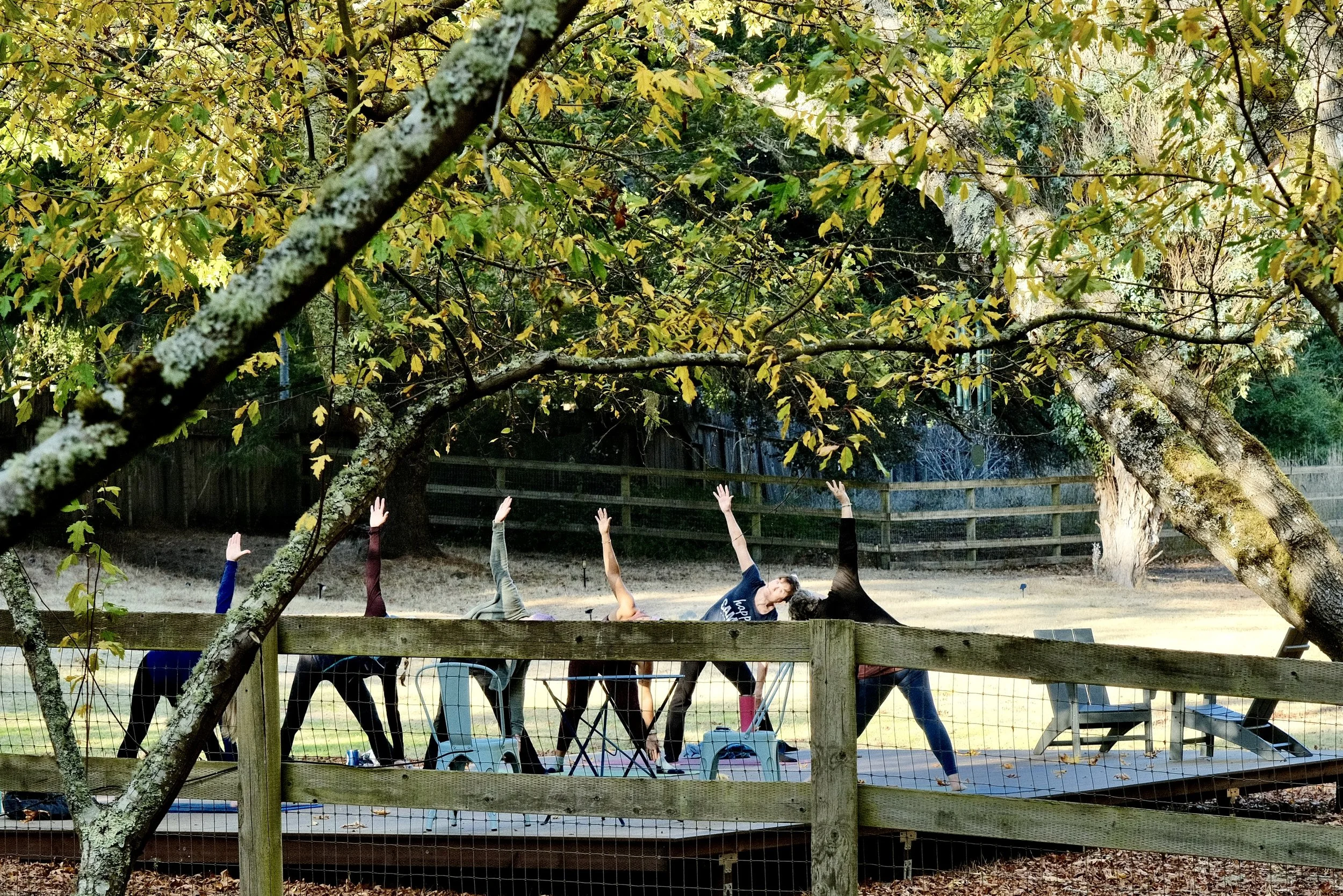 Group of people doing yoga outdoors on a wooden platform surrounded by trees.