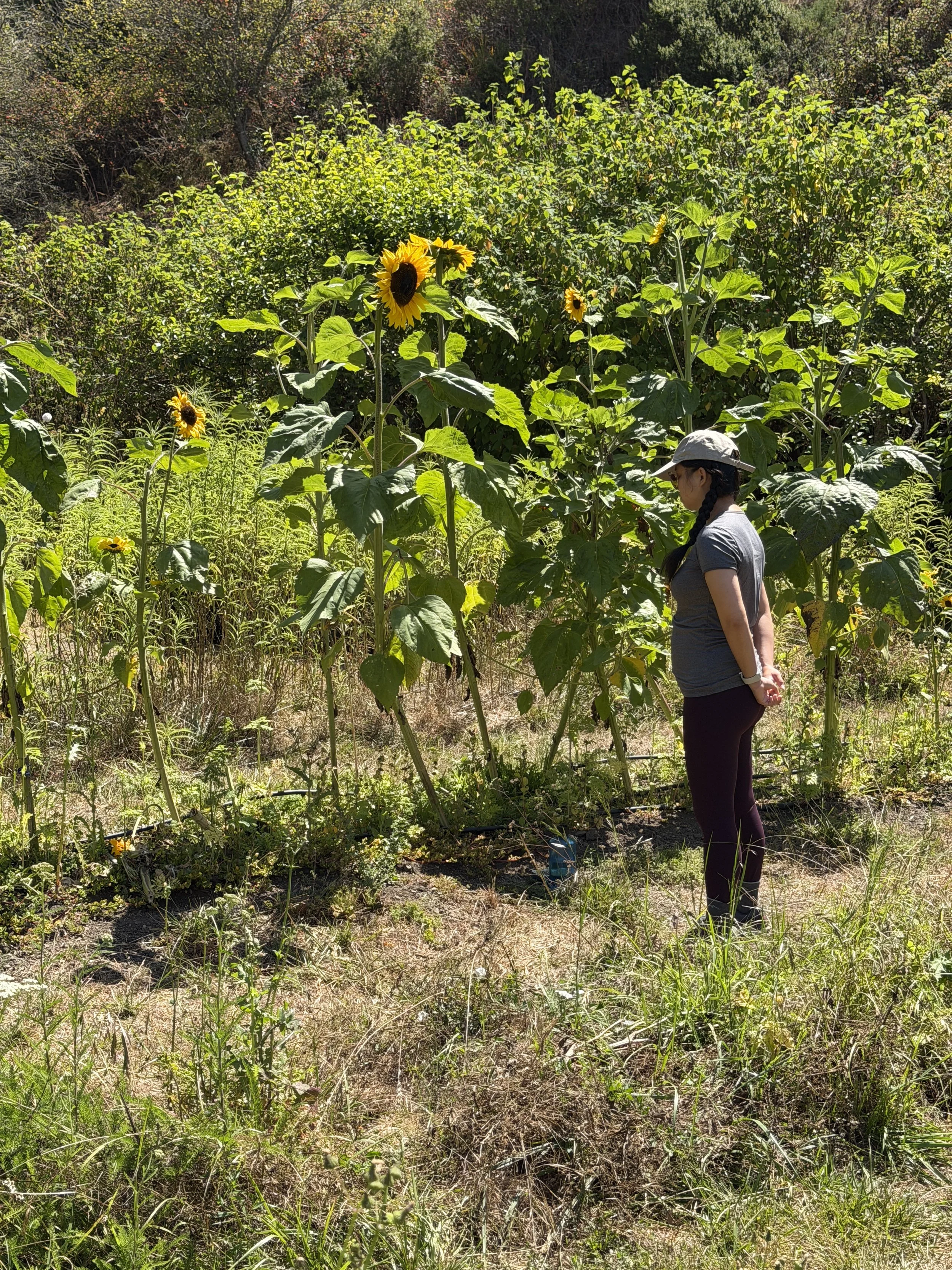 A woman walks through a sunflower field in bright sunlight, surrounded by tall sunflowers with large green leaves.