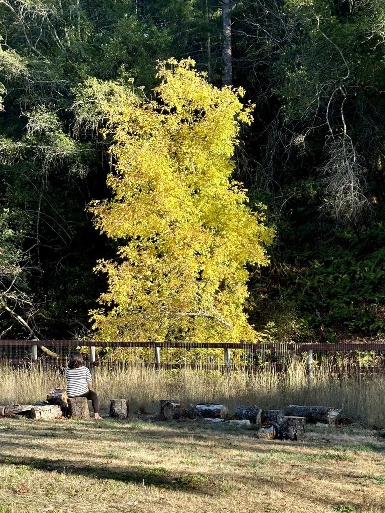 A person sitting alone on a tree stump in a grassy area, facing a large yellow and green tree with an outdoor fence and dense trees in the background.