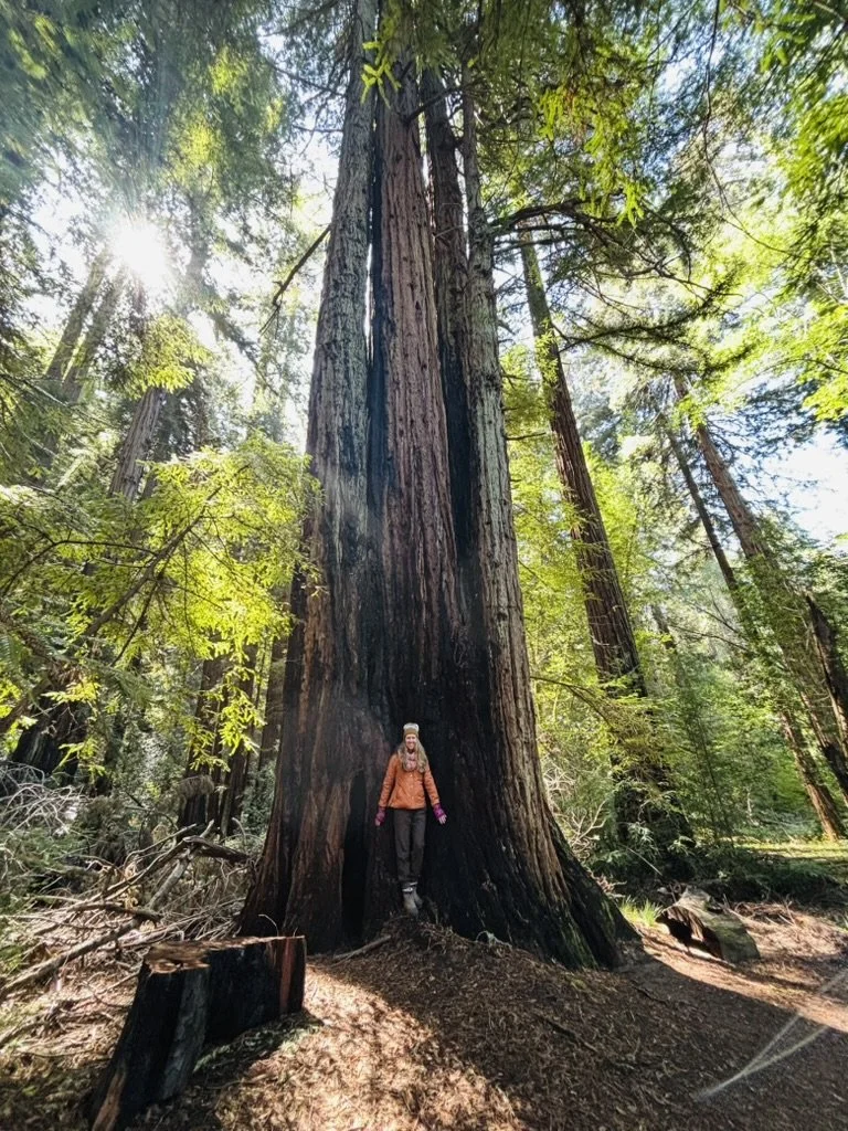 Roys Redwoods, Nicasio