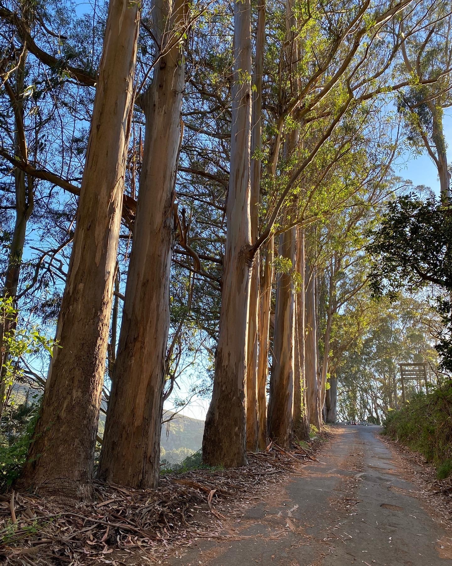 green gulch eucalyptus driveway.JPG