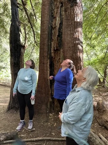 Three women looking up at a large tree in a forest, seemingly observing or admiring it.