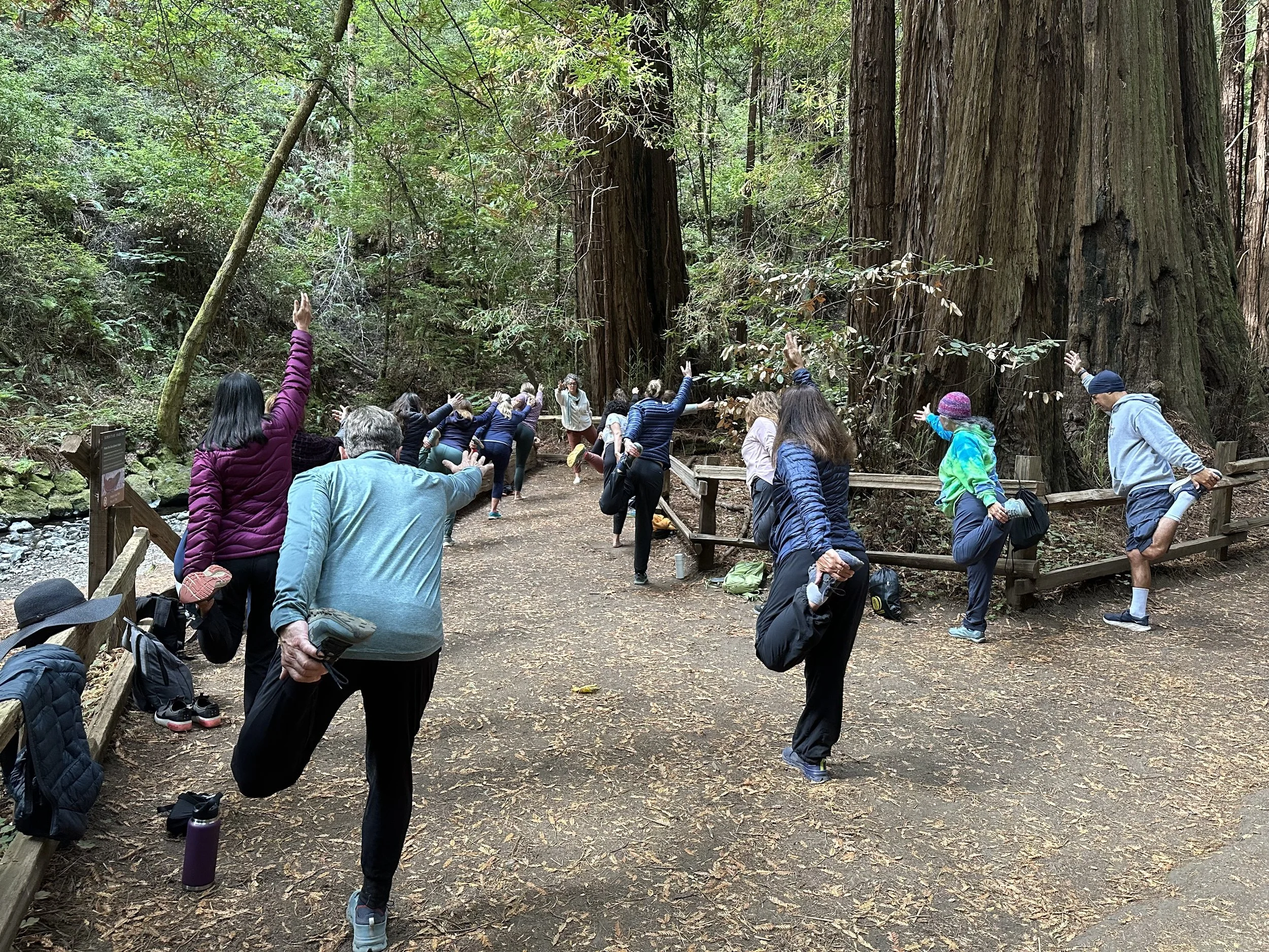 People practicing yoga outdoors among giant trees in a forest.