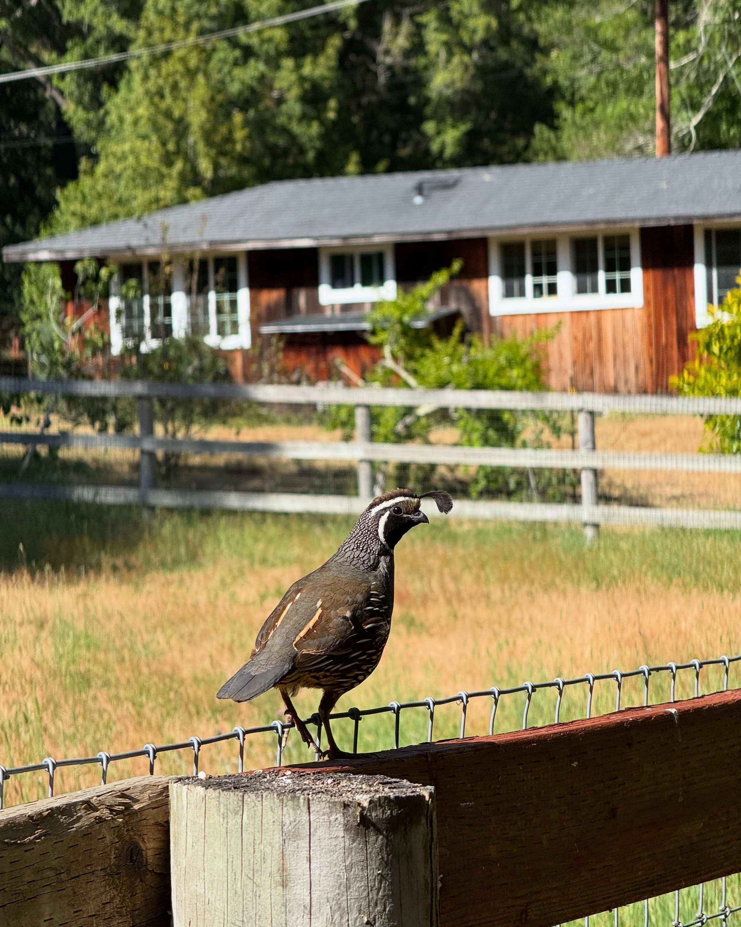 Oct 12-15, 2026, Professional Development Coaching, Mindfulness, and Culinary Medicine CME Registration