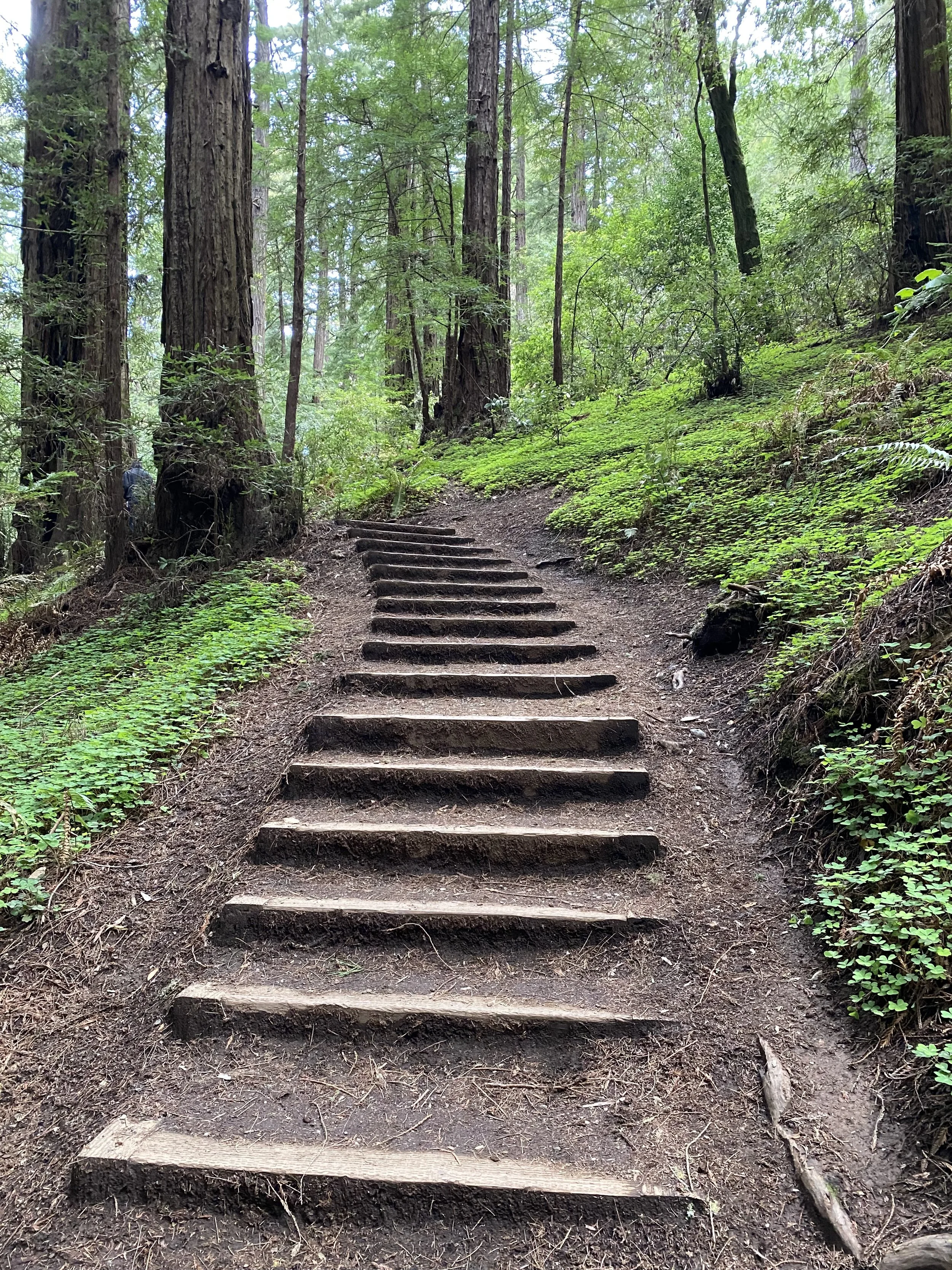 A dirt hiking trail with wooden steps leading uphill through a green forest with tall trees.