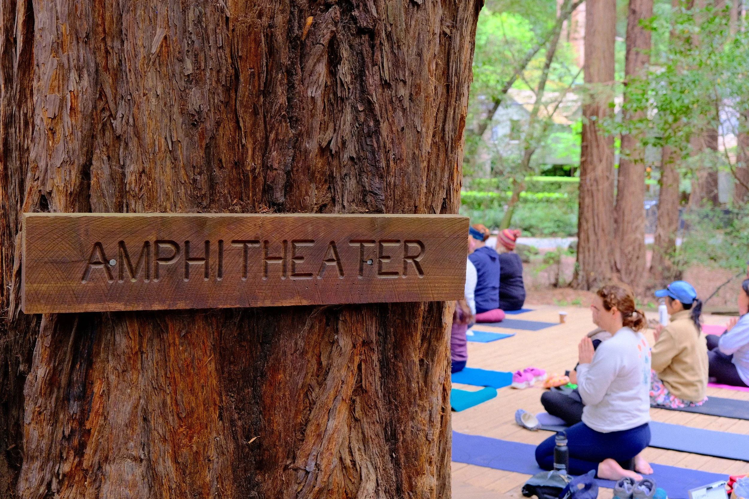 A wooden sign reading 'Amphitheater' mounted on a large tree trunk in a forest. In the background, people are sitting on yoga mats, participating in what appears to be a group meditation or yoga session.