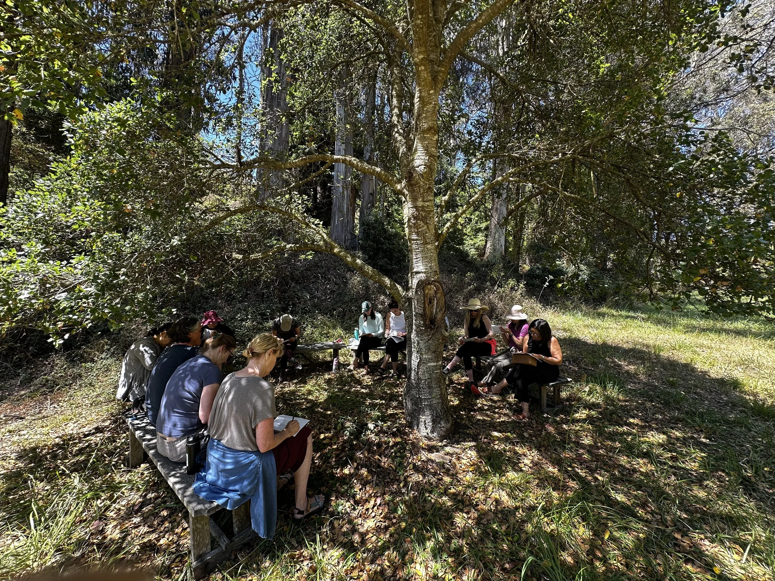 A group of people sitting on benches under a large tree, all with notebooks and pens, likely participating in a group activity or outdoor class in a wooded area with bright sunlight.