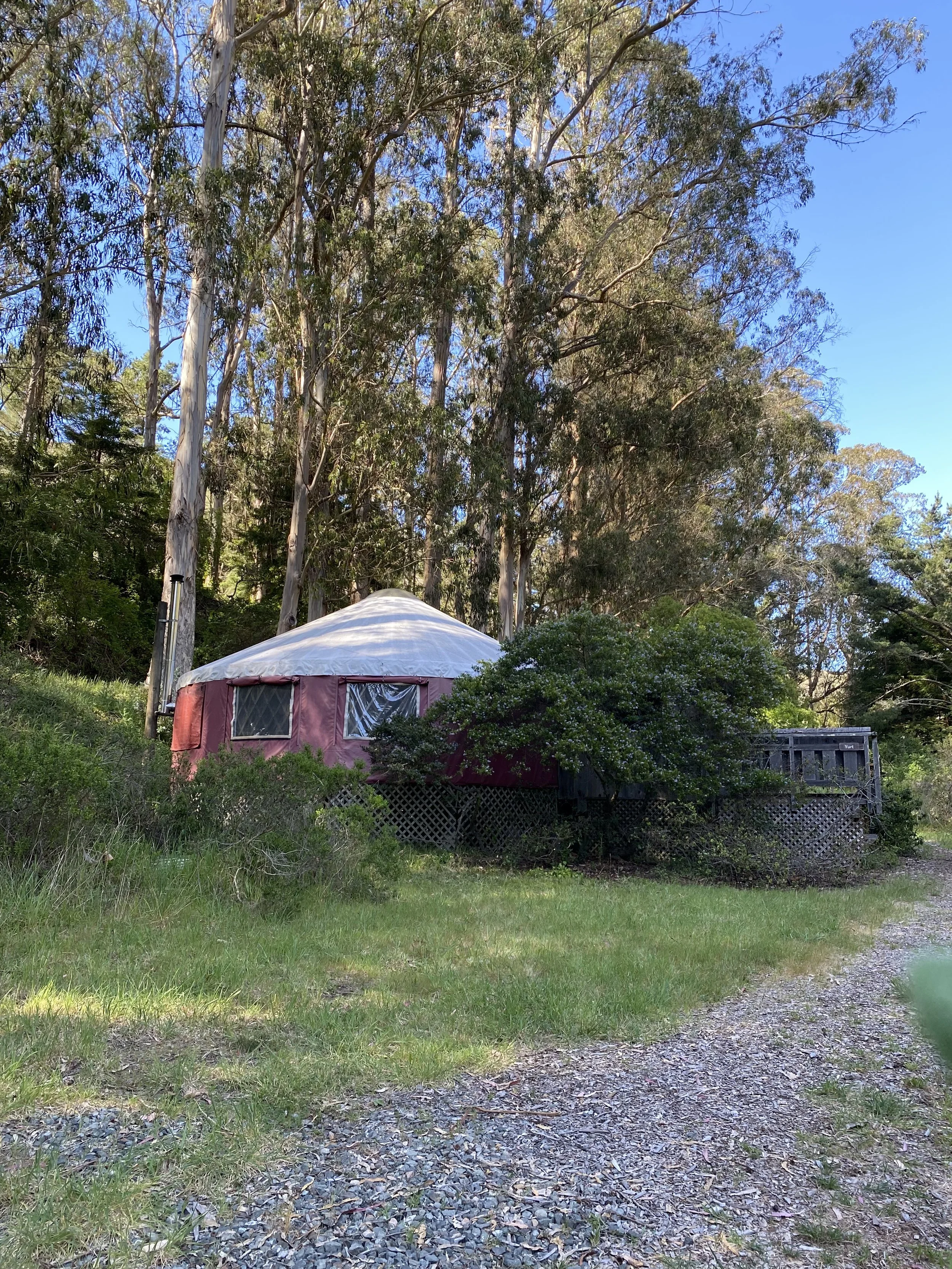A round yurt with a burgundy cover and transparent windows, situated among tall trees and green bushes on a grassy area with a gravel path nearby.