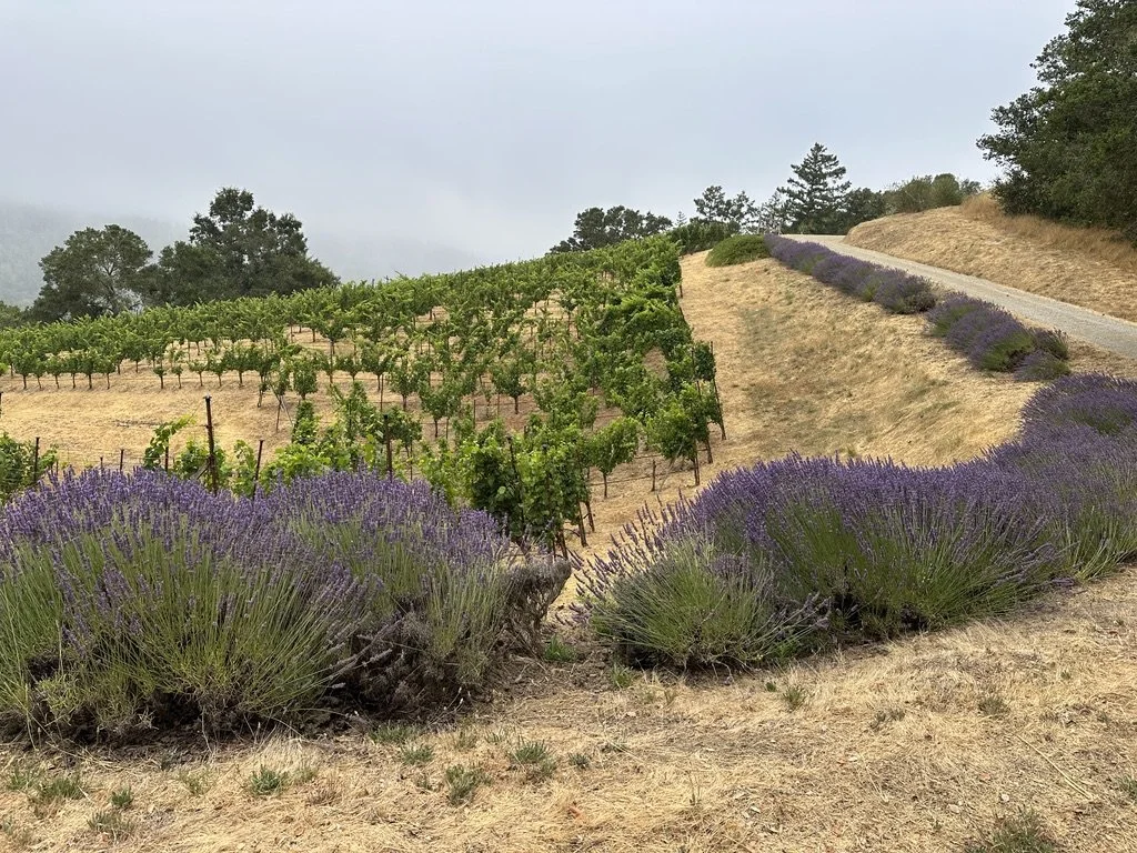 A vineyard with green grapevines on a hillside, lavender plants in the foreground, and a dirt road winding along the hillside, with trees in the distance under an overcast sky.