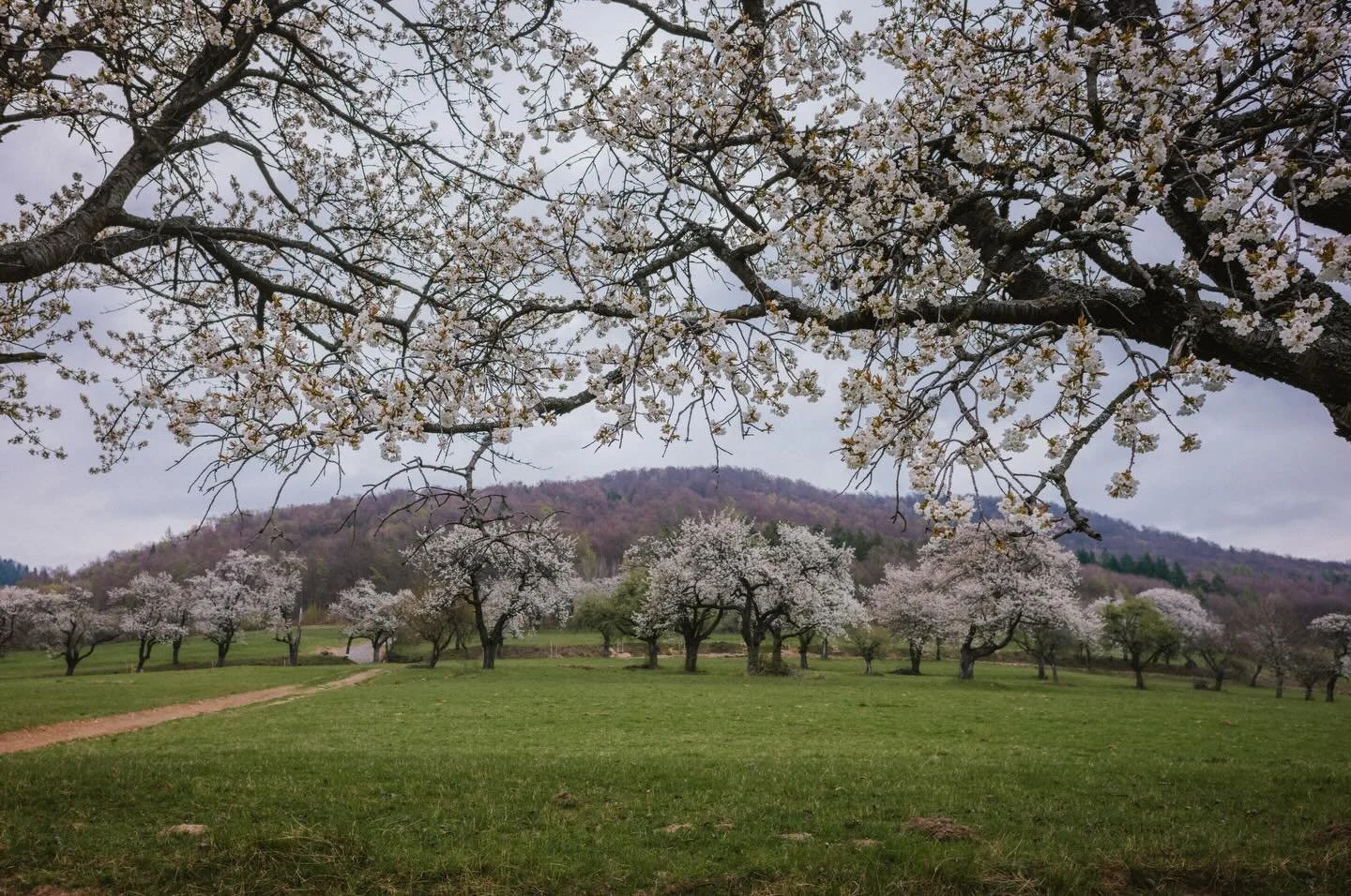 Brd&aacute;rka.
2500 čere&scaron;n&iacute; a ticho, ktor&eacute; kvitne spolu s nimi.

Jar tu nie je r&yacute;chla &mdash; len sa jemne rozleje po kopcoch. 🌸

#leicacamera #leicam11 #leicasl2 #cherryblossom #spring