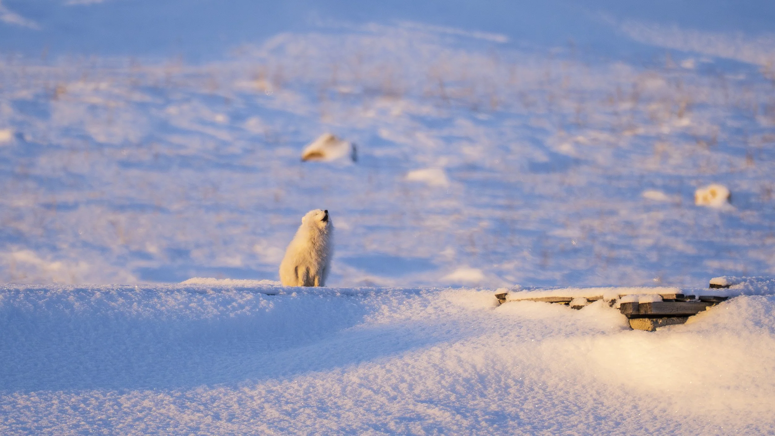 GANADU WILDLIFE-39.jpg