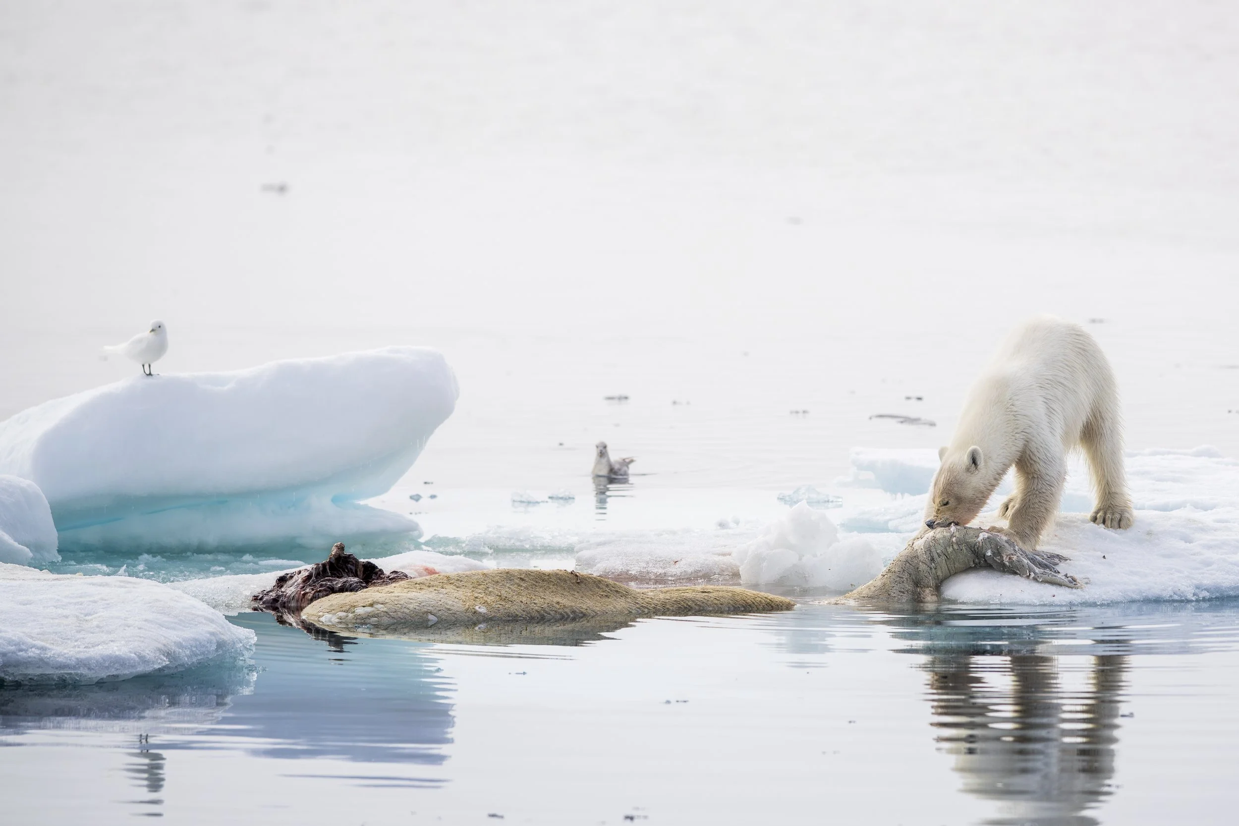 MATHEO GANADU_ AAP  (16).JPG