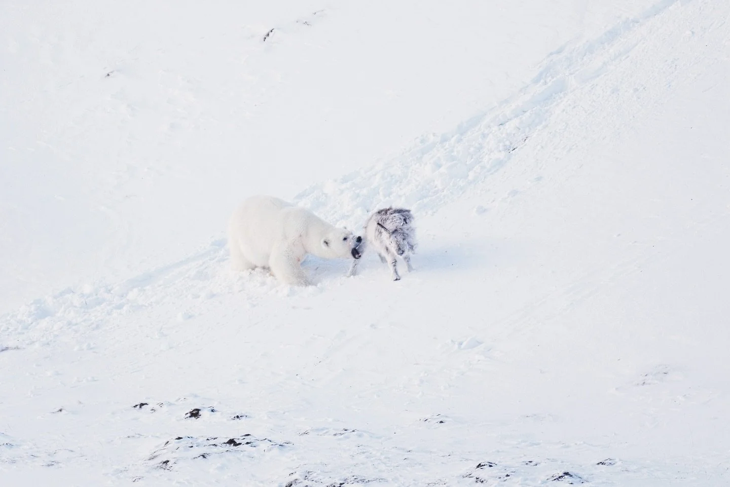 As the climate changes, glaciers are shrinking, and sea ice is becoming thinner and less dense. The polar bear&rsquo;s realm is in danger, smaller and more unstable. In the winter of 2025, we reached one of the lowest levels of sea ice ever recorded 