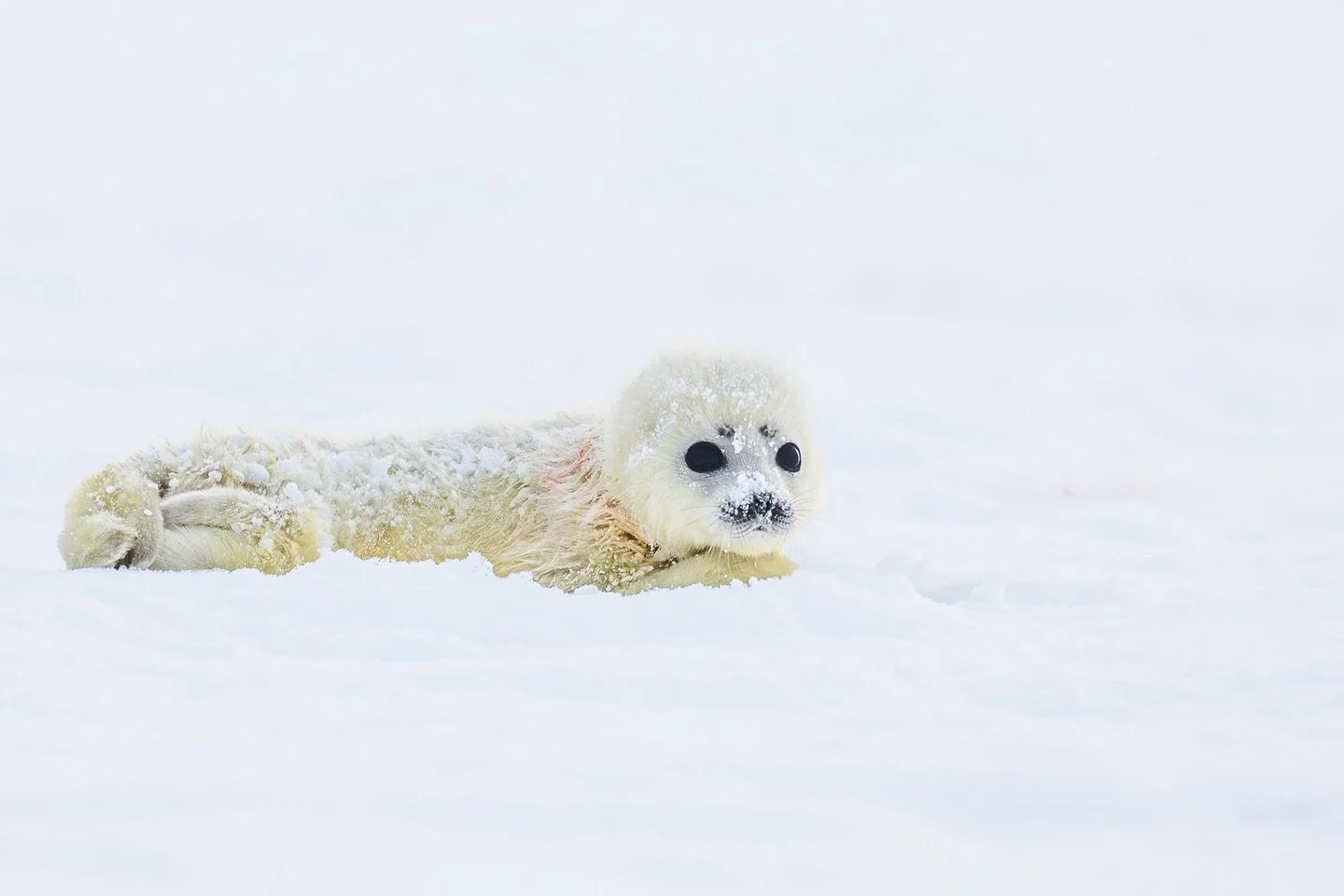 This newborn ringed seal pup came into the world on a stretch of flat sea ice, no relief, no lair, nothing to hide behind, simply shaped by the geography of the fjord. Not the best place to survive in the Arctic. The mother did her best to protect it