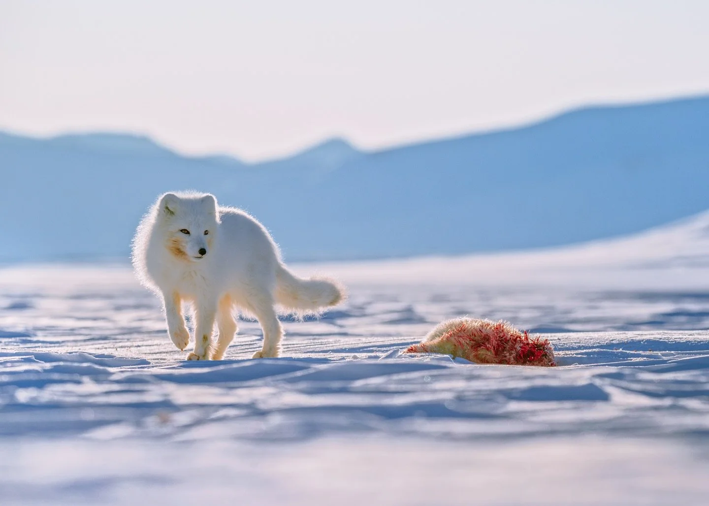 In these flat and open icescapes, opportunistic predators quickly take advantage of the situation. Arctic foxes, in particular, are masters at finding weak spots in the frozen landscape. As soon as the sea ice forms near the coast, they leave their d