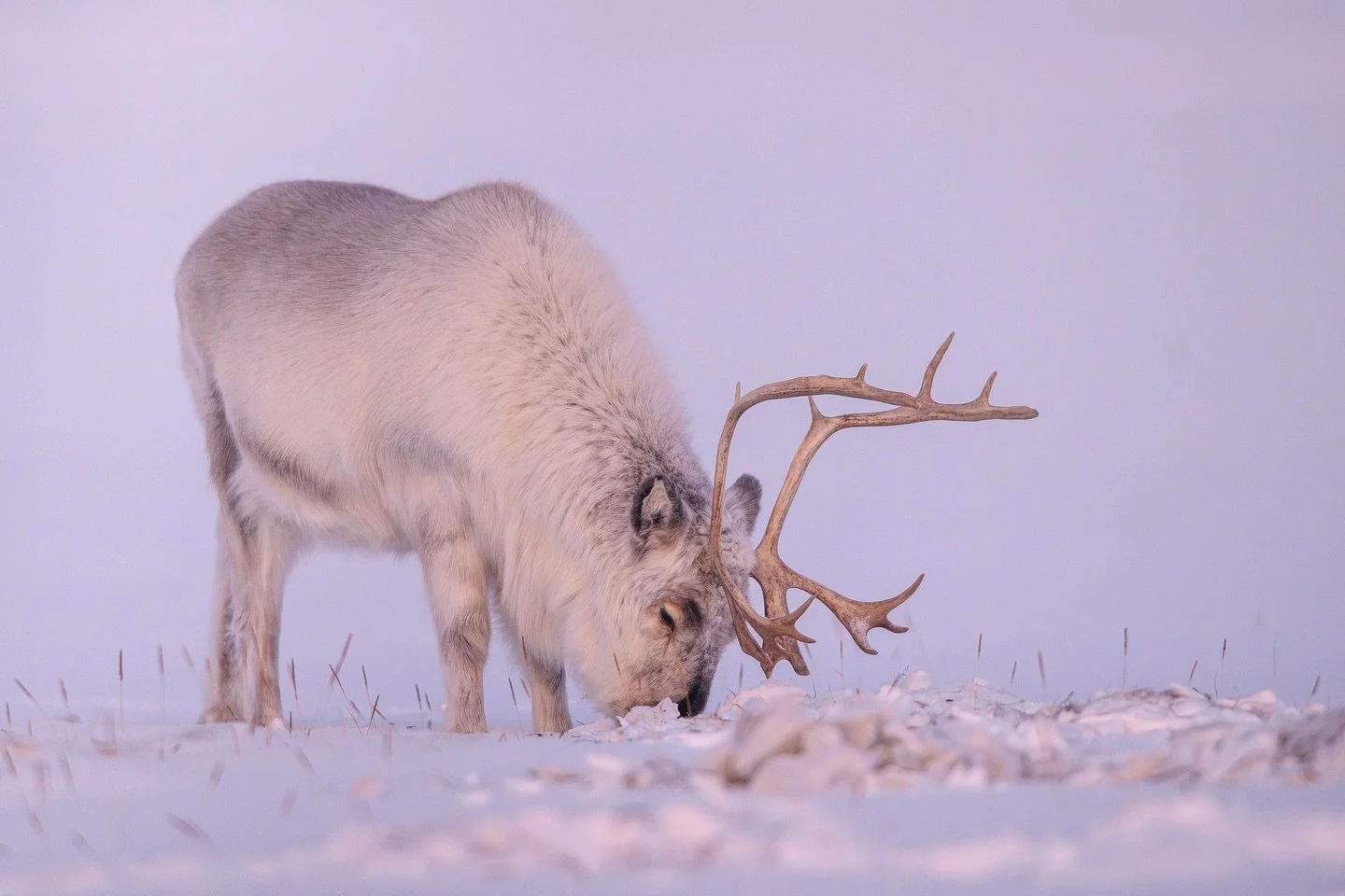 Light is slowly coming back up here in the high arctic and temperature are dropping as well. It is time for Svalbard reindeers to take the advantage on the small amount of snow and eat as much as they can. In between two naps they are using their sha
